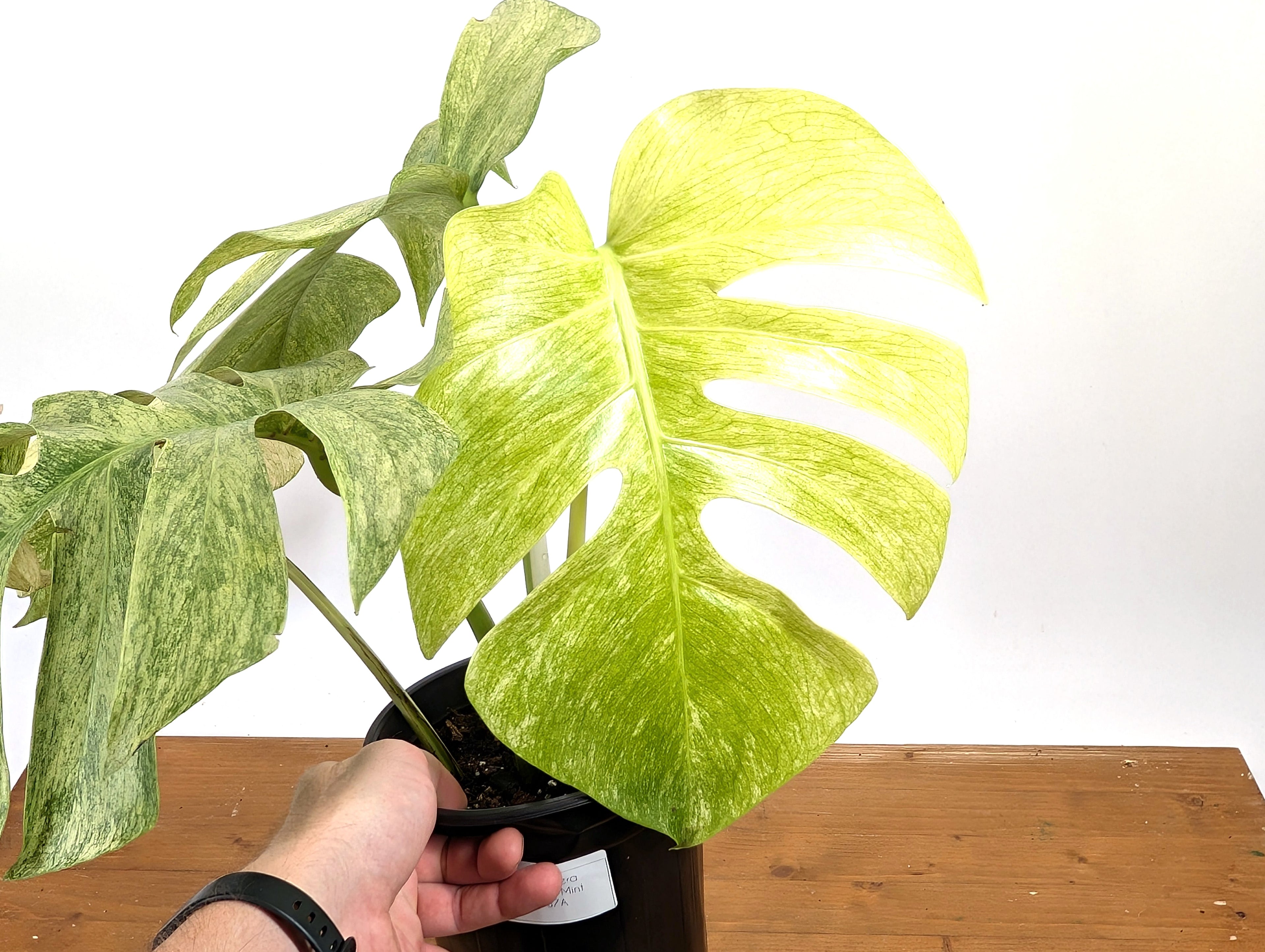 EXACT Monstera Full Mint XL Mature