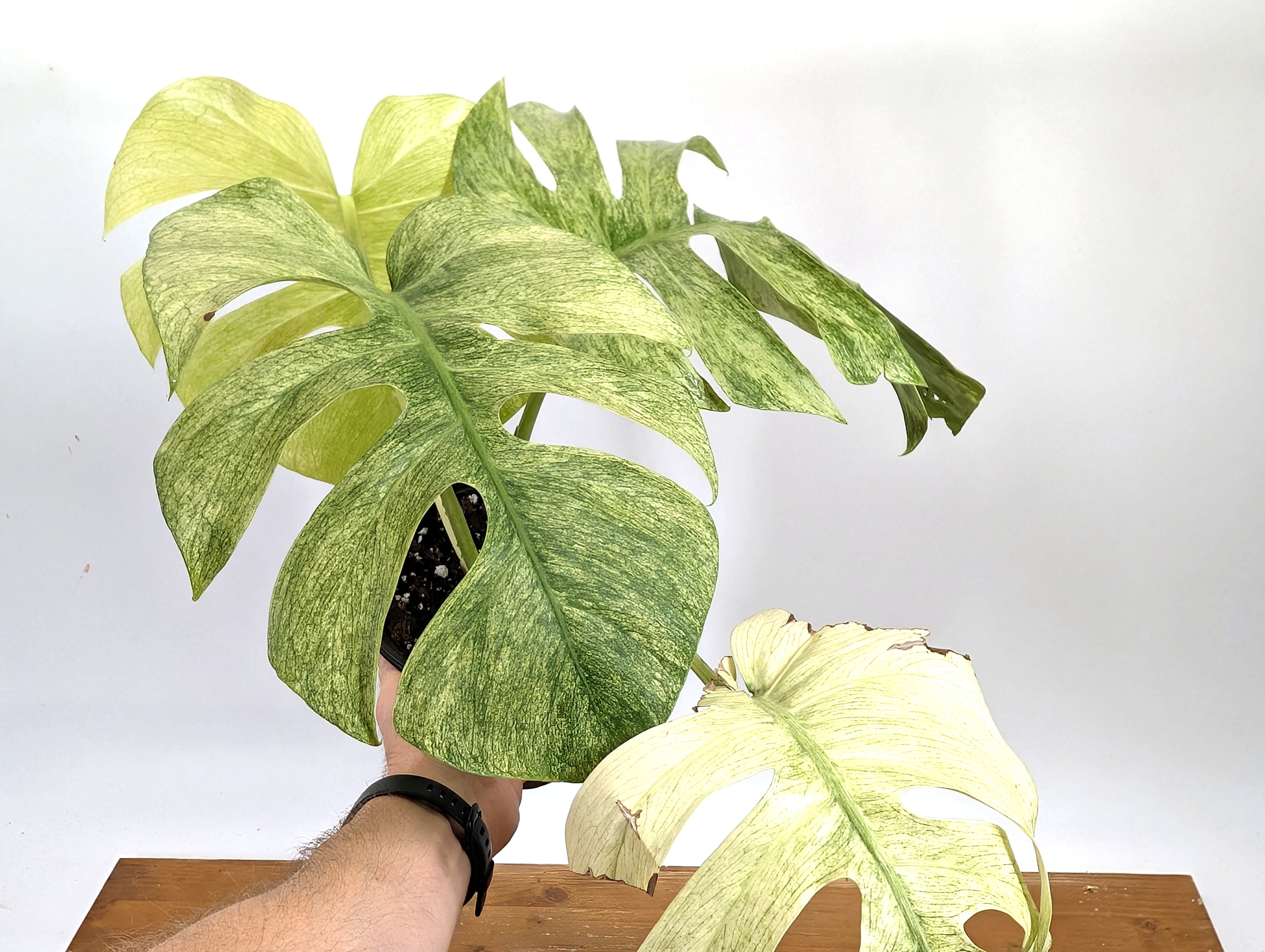 EXACT Monstera Full Mint XL Mature