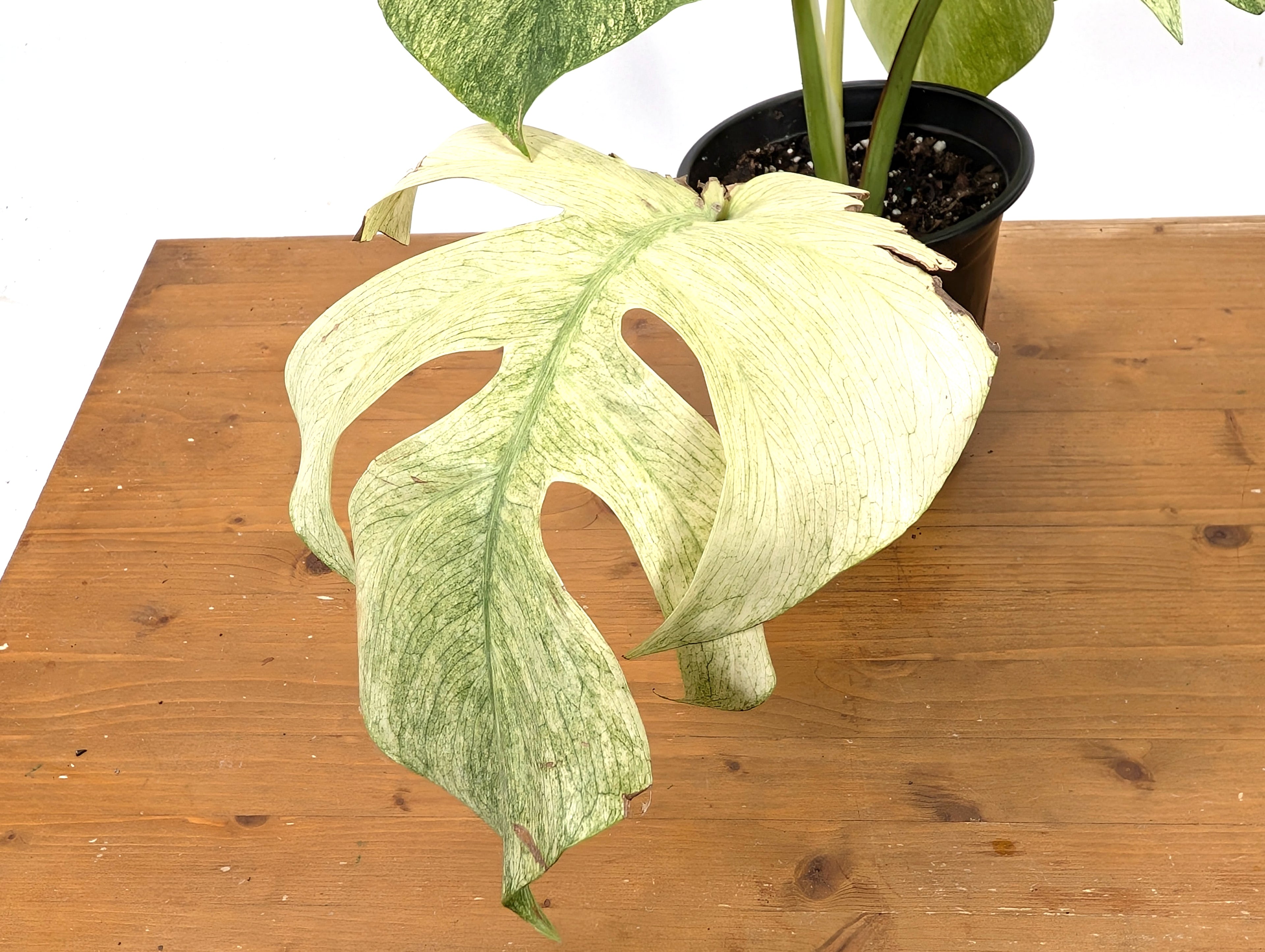 EXACT Monstera Full Mint XL Mature