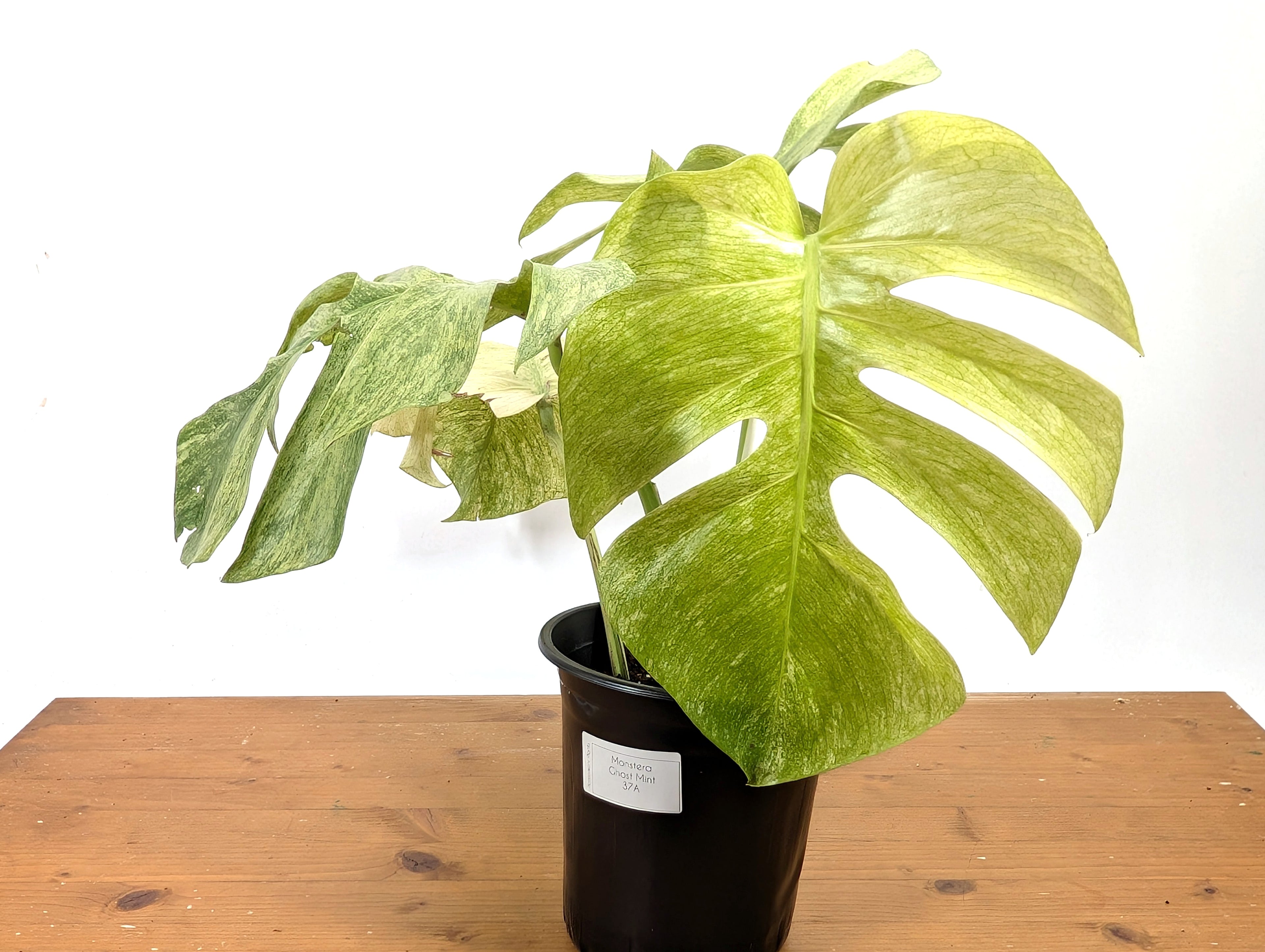 EXACT Monstera Full Mint XL Mature