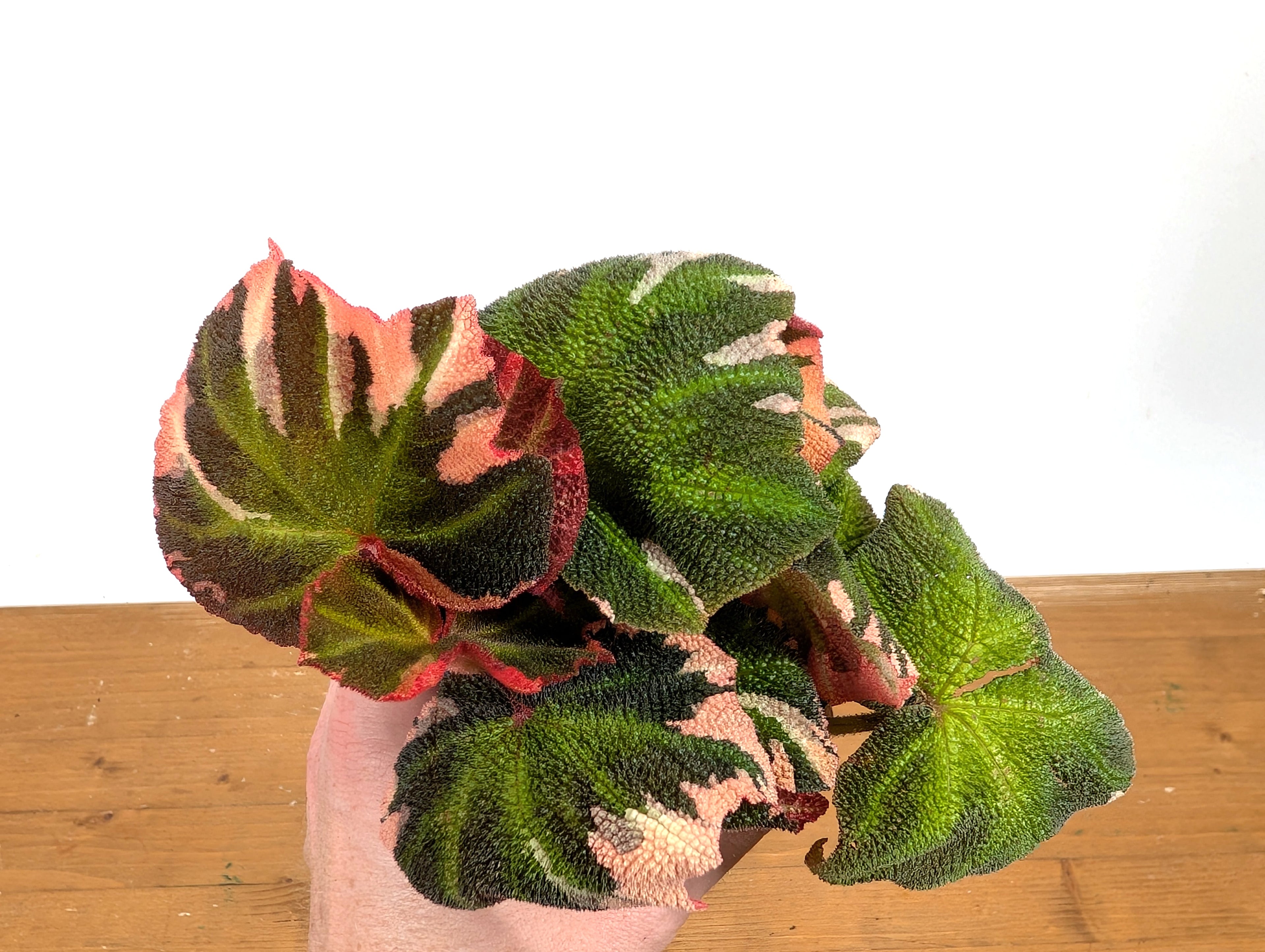 Begonia Soli Mutata Variegated