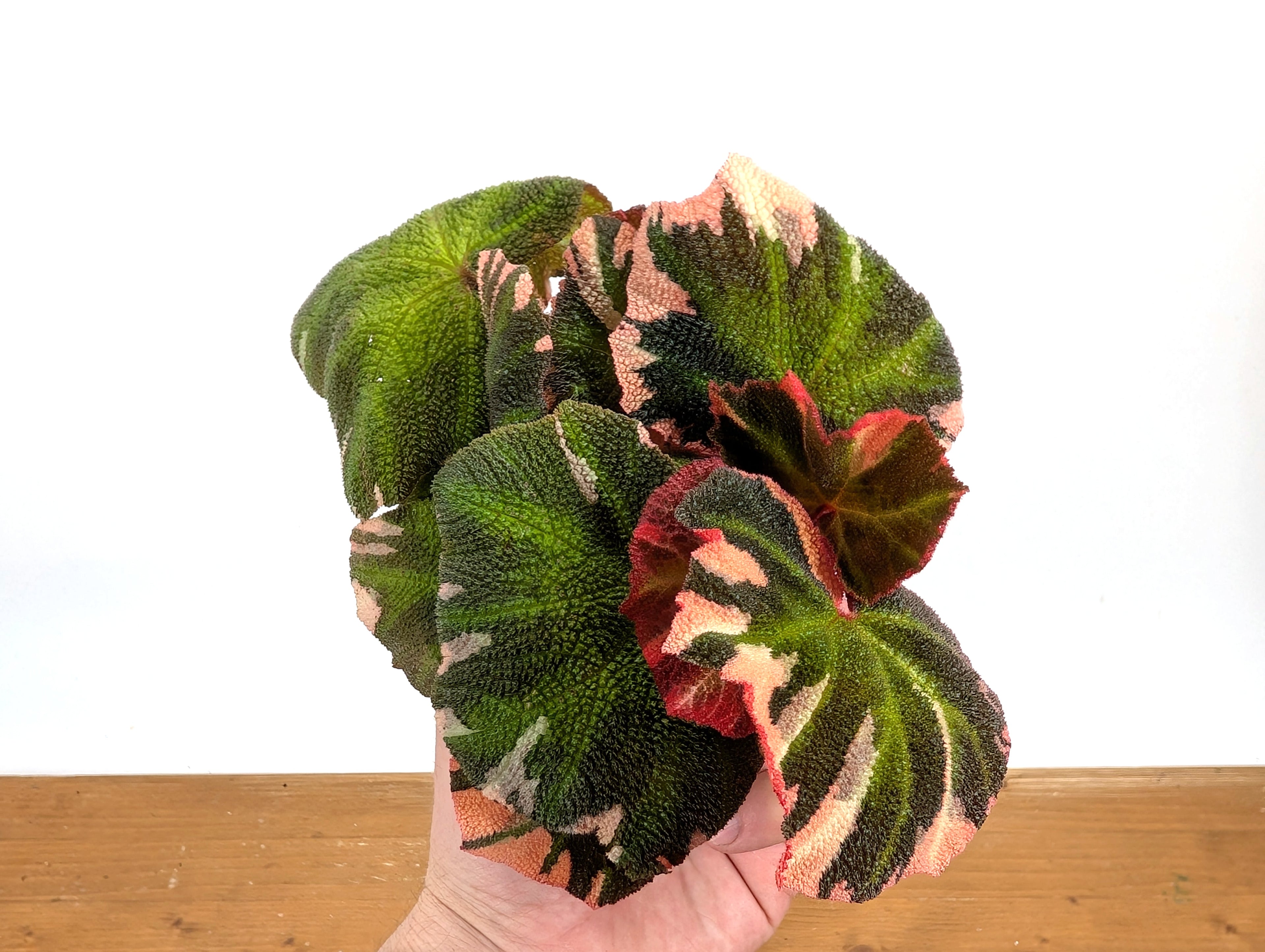 Begonia Soli Mutata Variegated