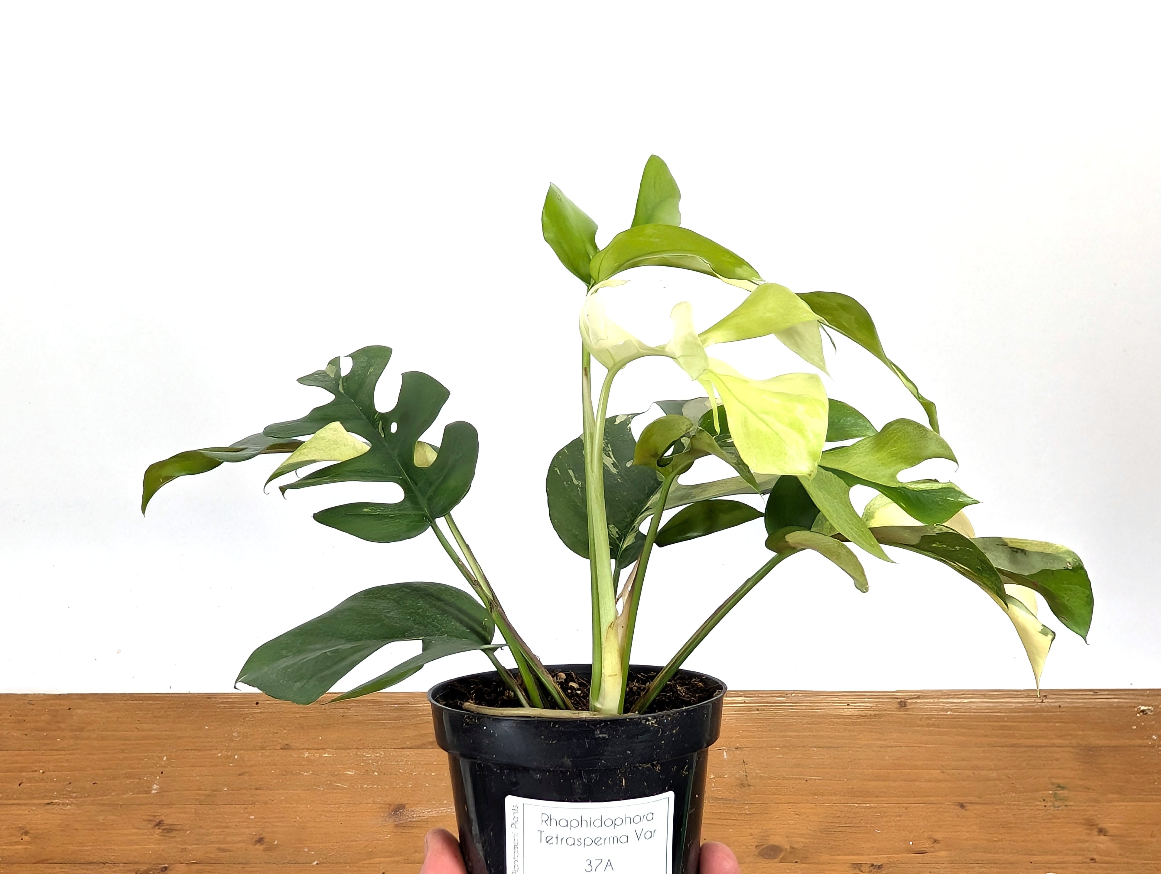 Rhaphidophora Tetrasperma Variegated - Exact Plant
