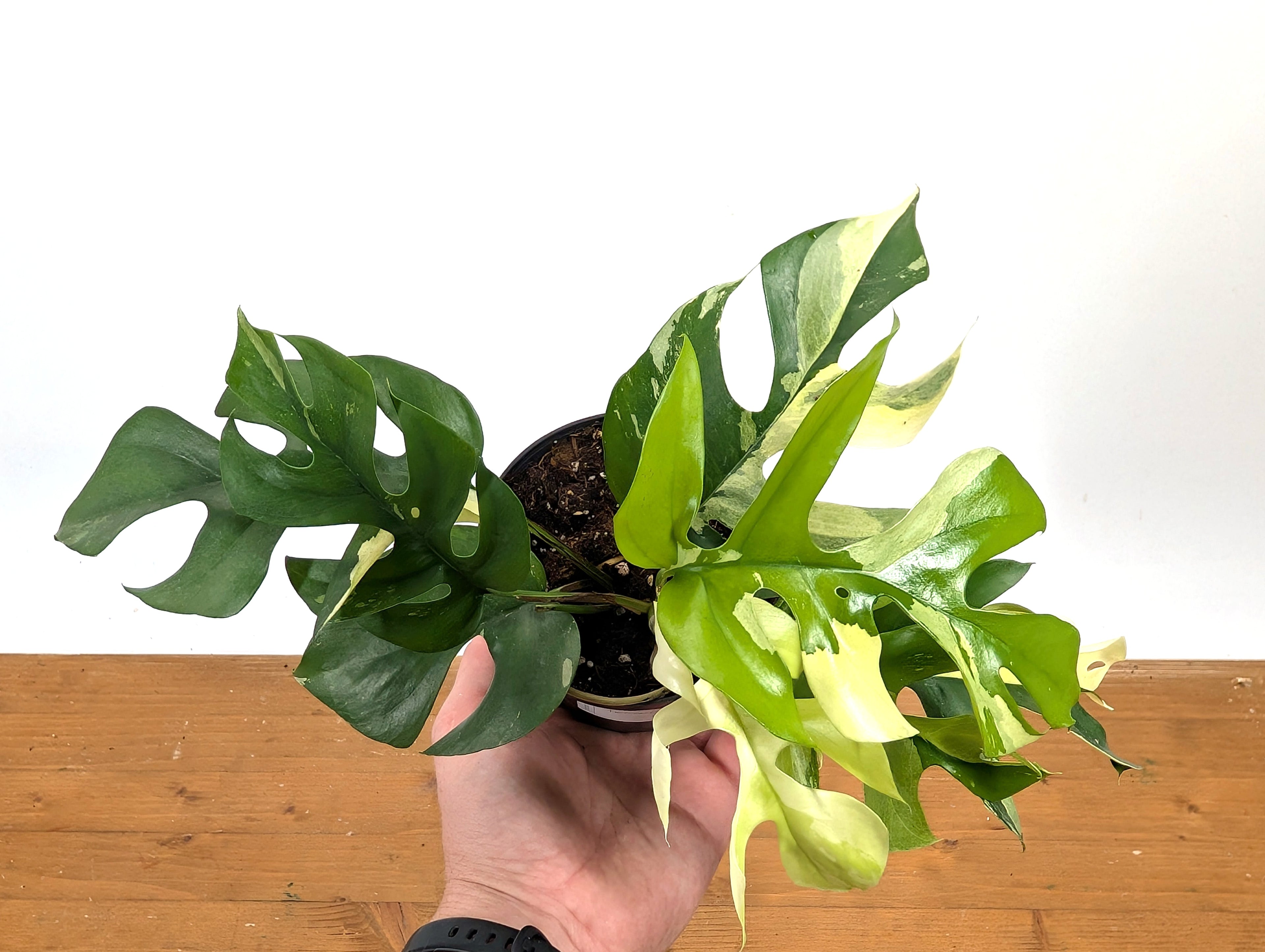 Rhaphidophora Tetrasperma Variegated - Exact Plant