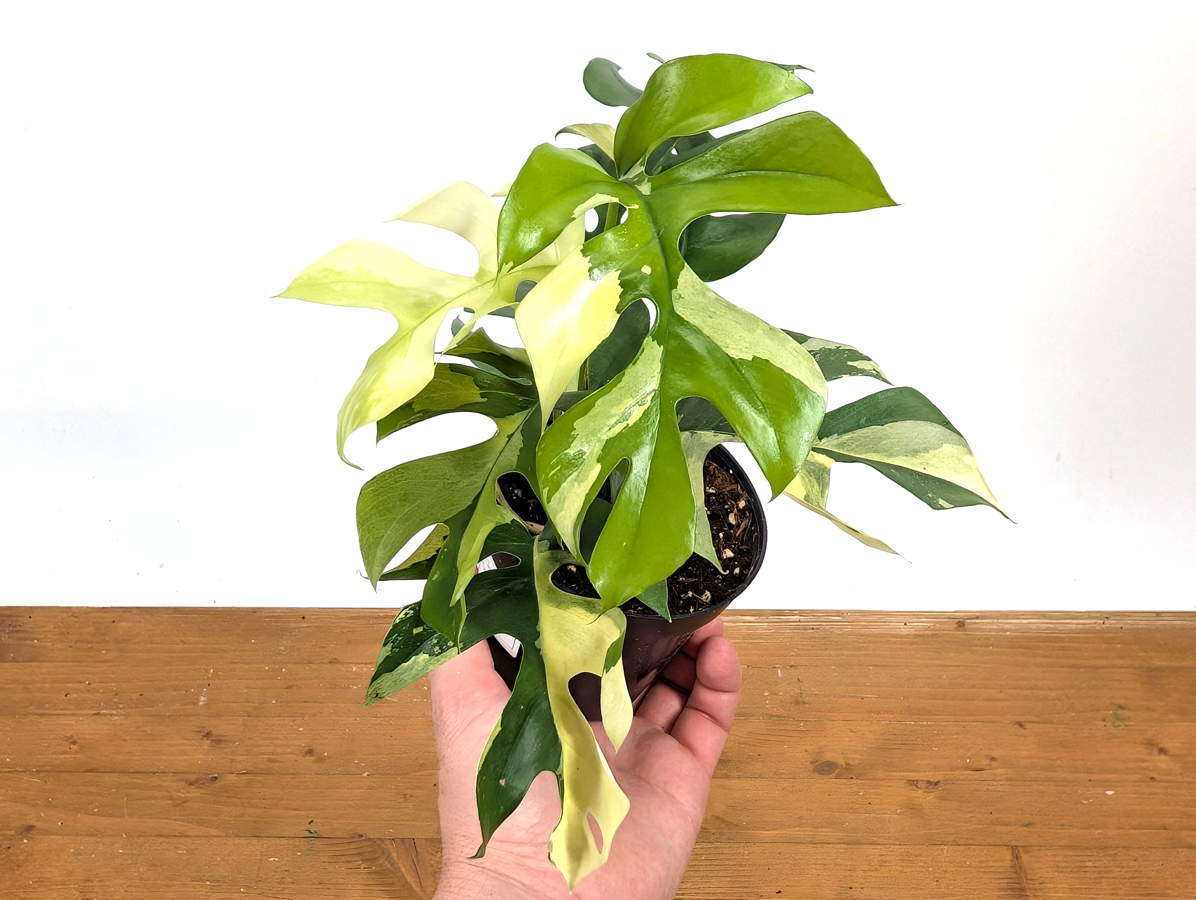 Rhaphidophora Tetrasperma Variegated - Exact Plant