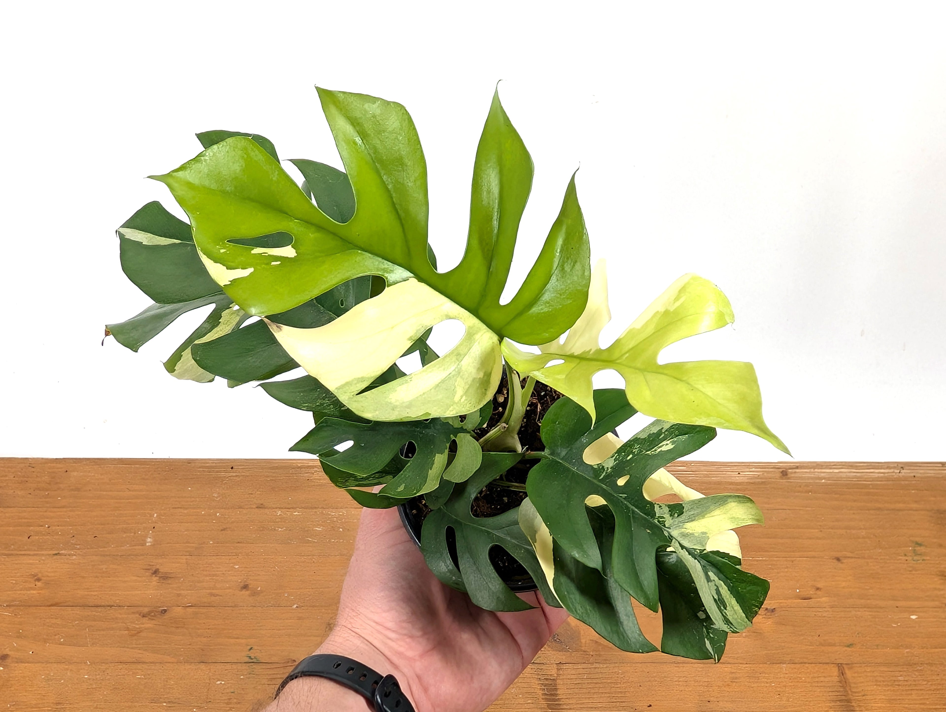 Rhaphidophora Tetrasperma Variegated - Exact Plant