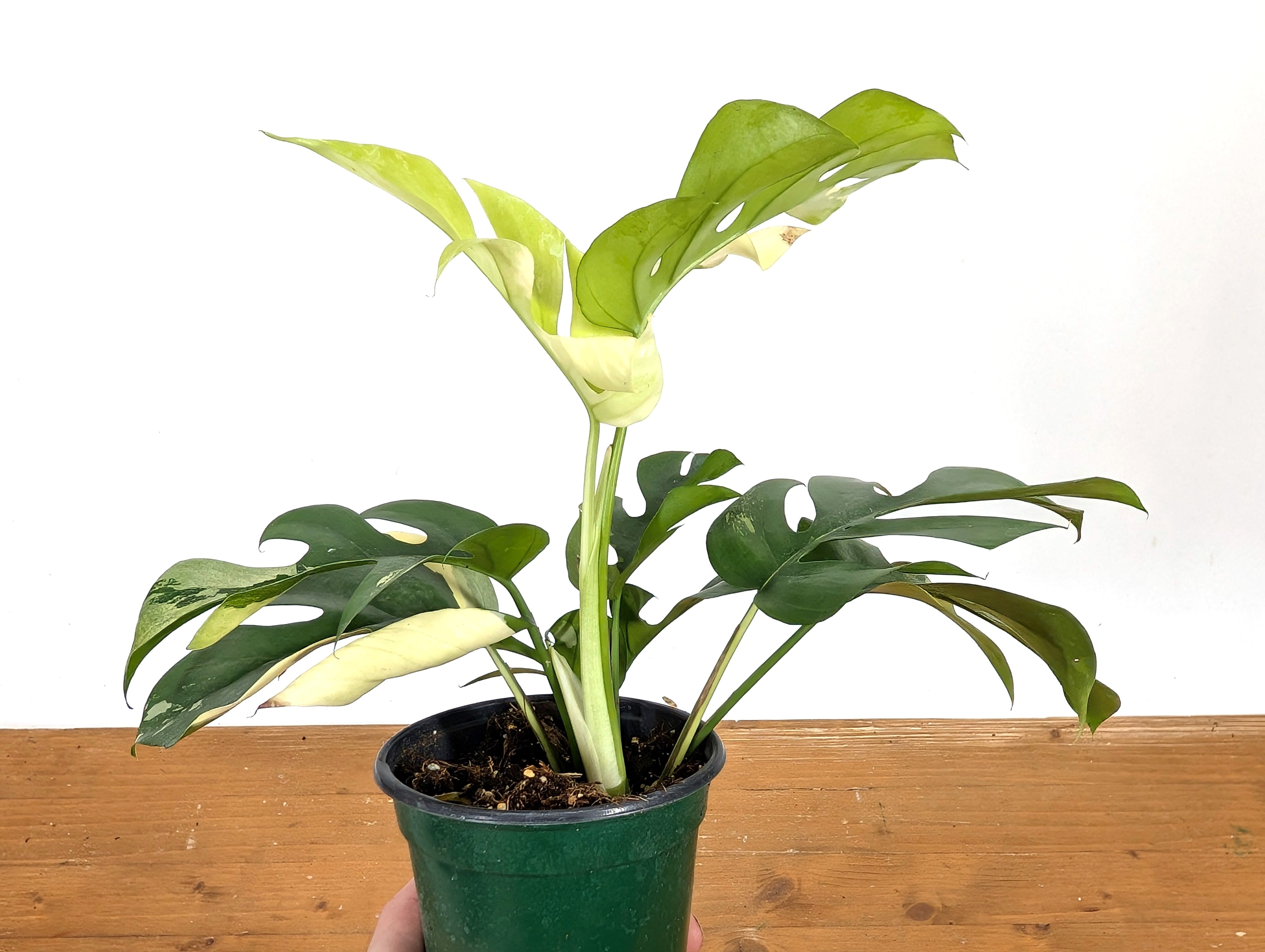 Rhaphidophora Tetrasperma Variegated - Exact Plant