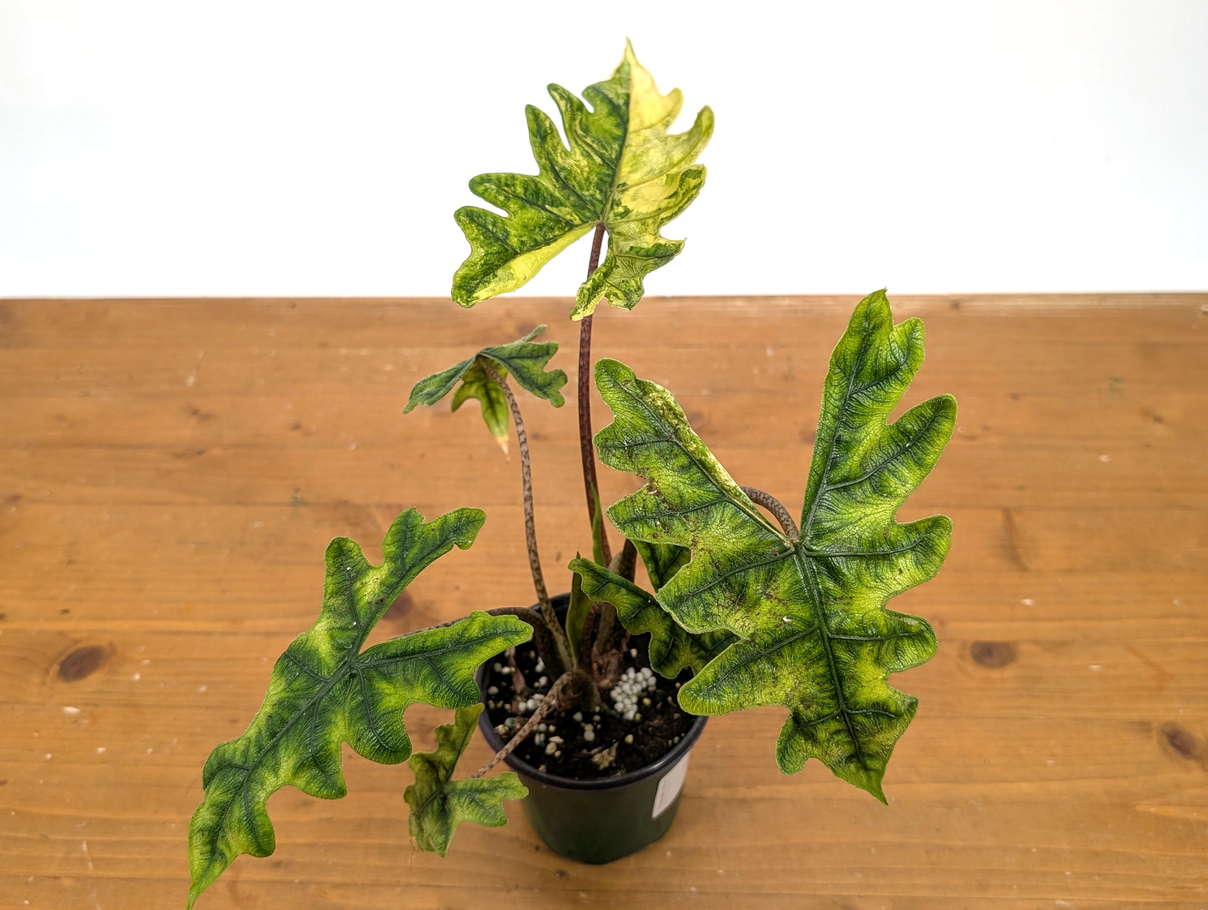 Exact Variegated Alocasia Jacklyn - 4 inch pot