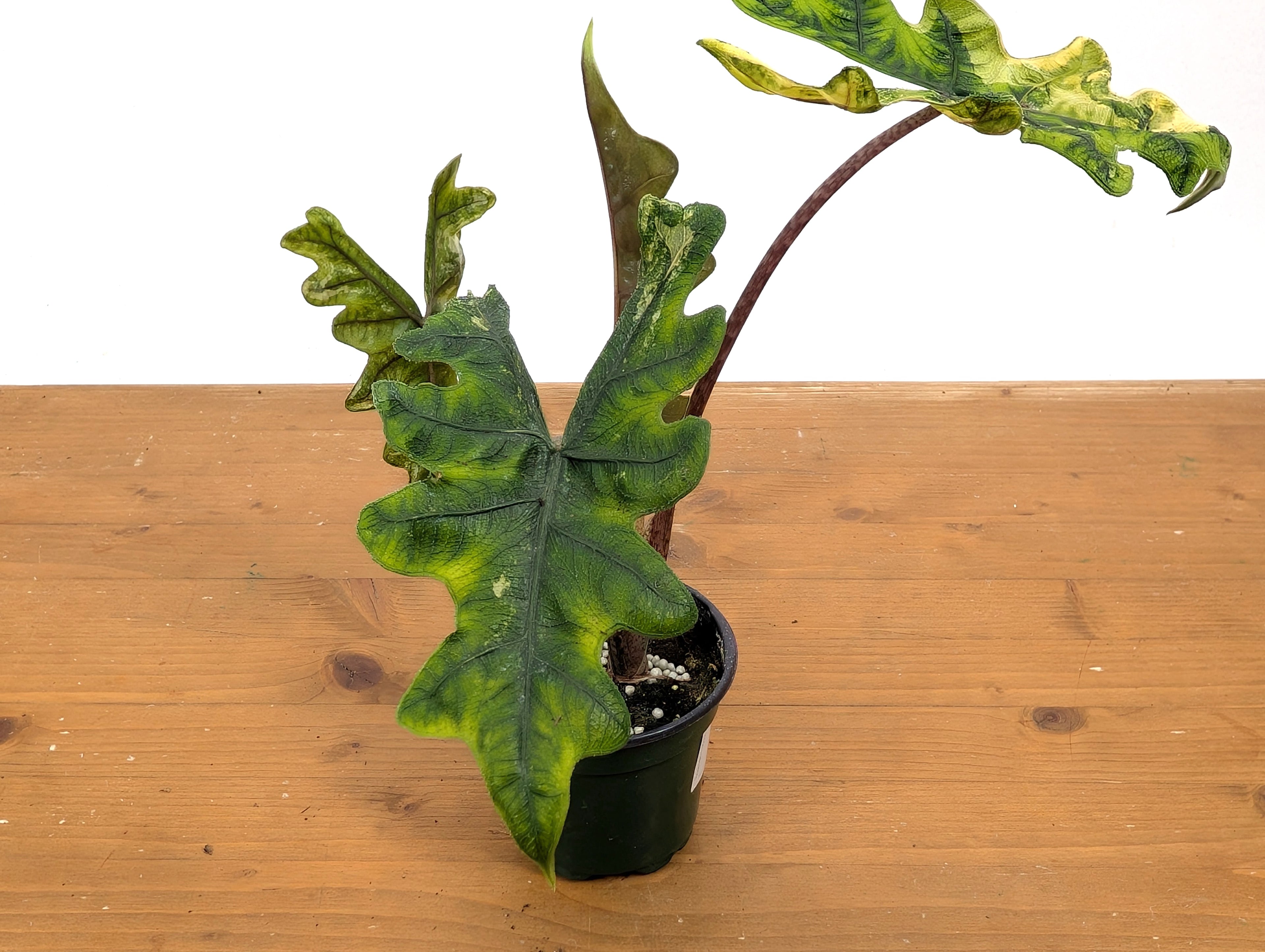 Exact Variegated Alocasia Jacklyn - 4 inch pot