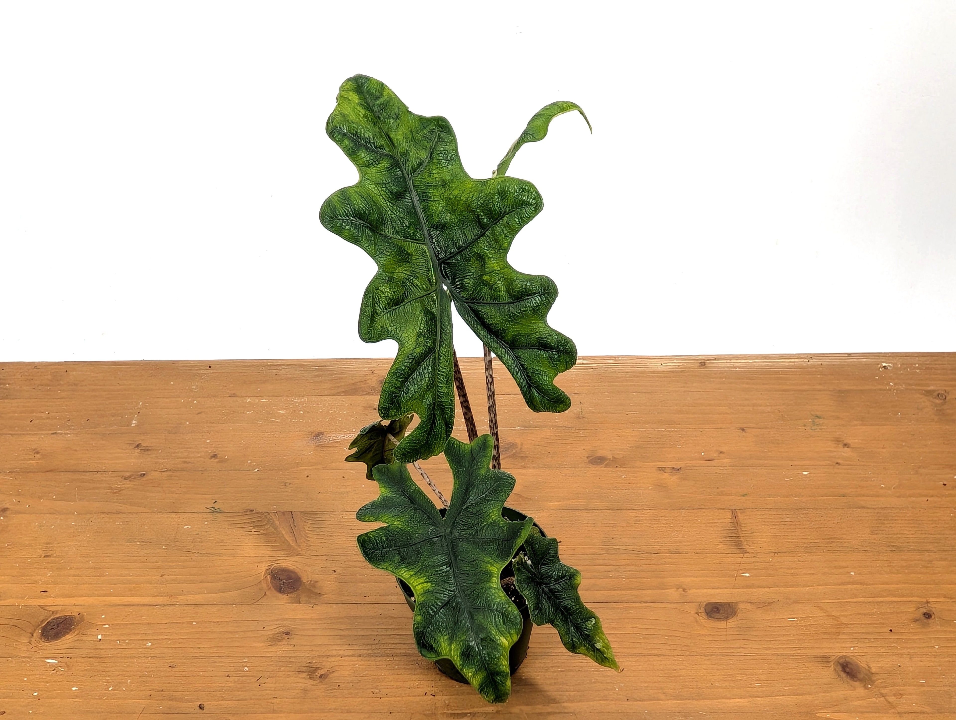 Exact Variegated Alocasia Jacklyn - 4 inch pot