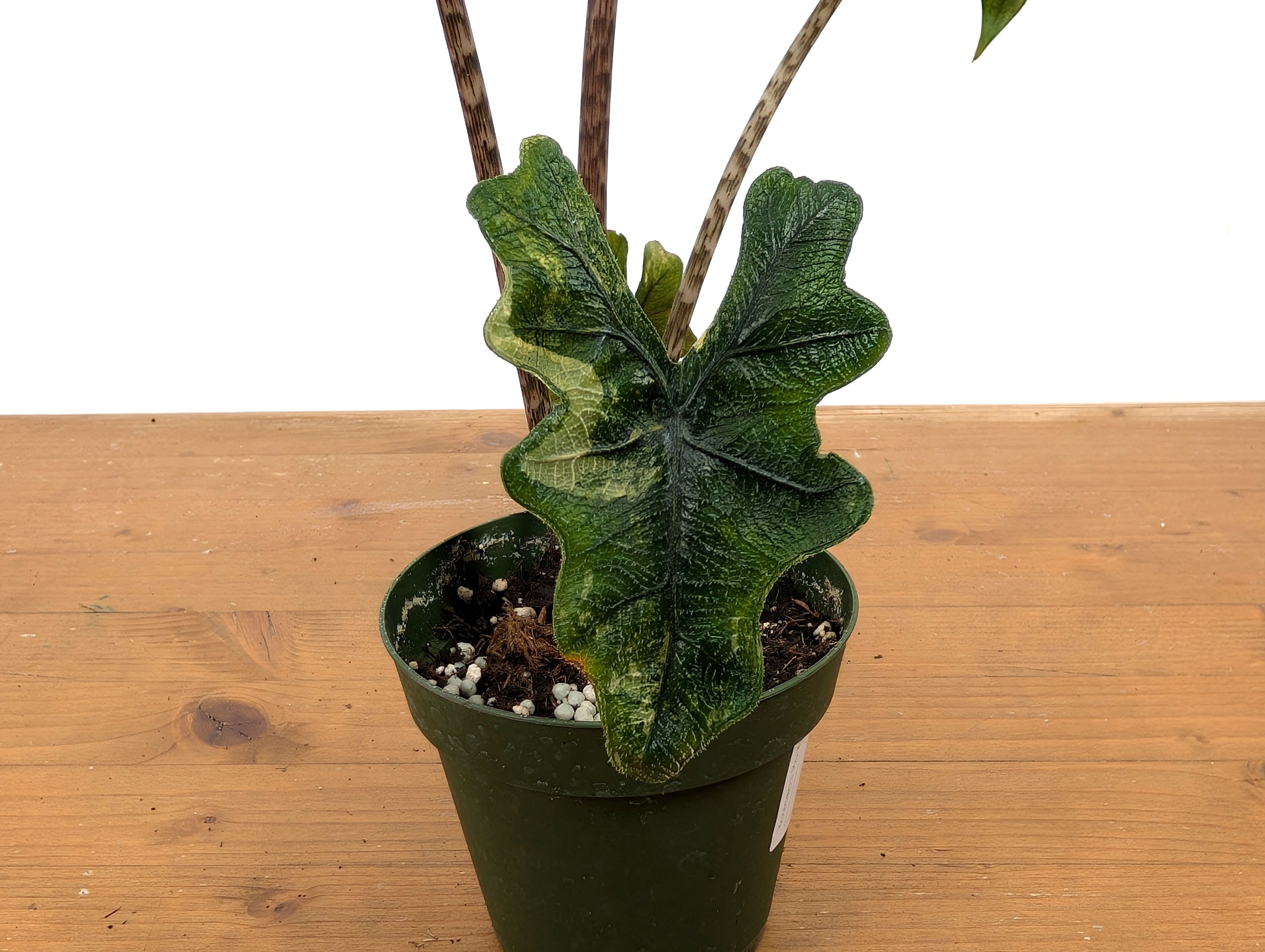 Exact Variegated Alocasia Jacklyn - 4 inch pot