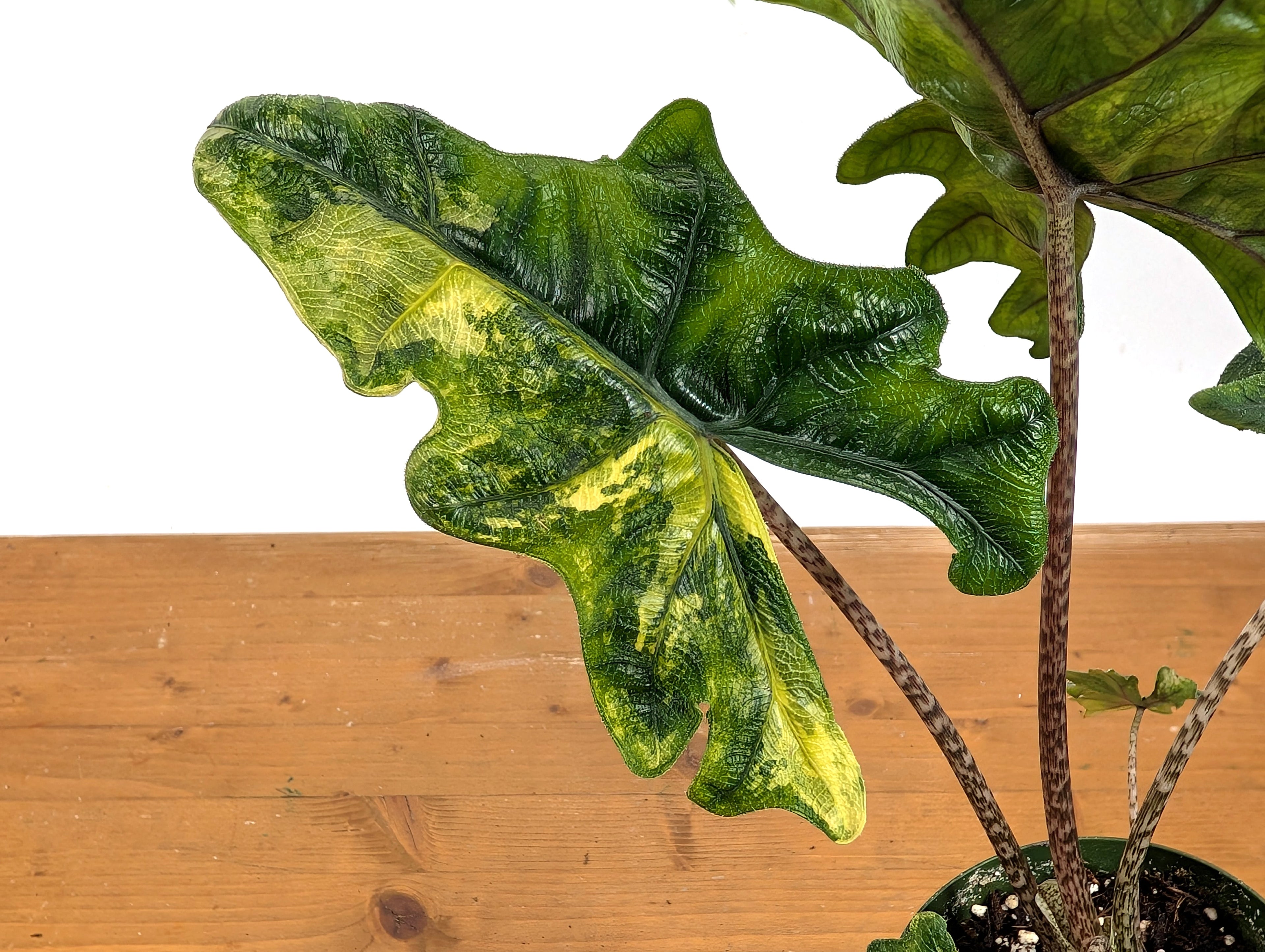 Exact Variegated Alocasia Jacklyn - 4 inch pot