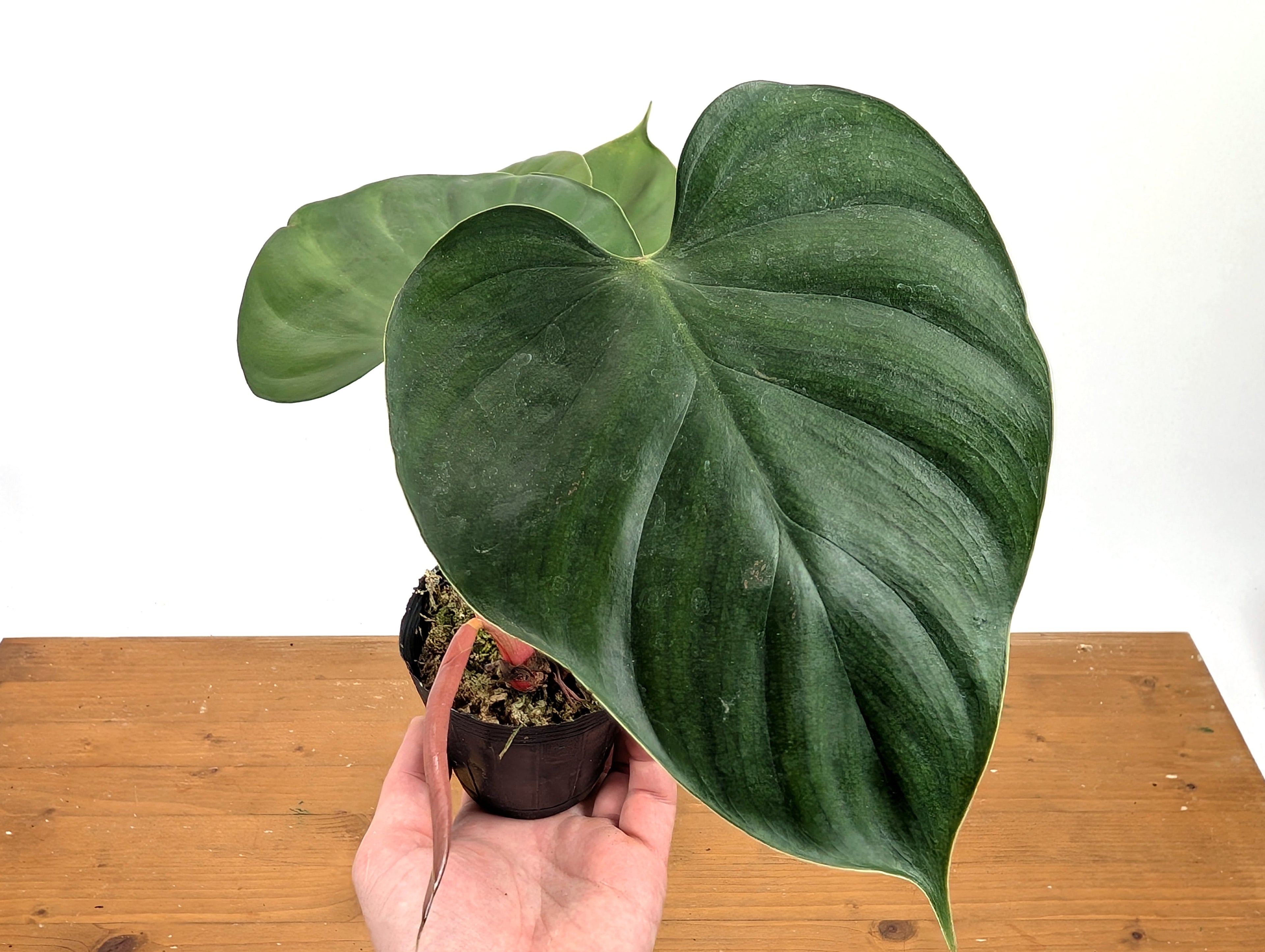 Philodendron Lynamii