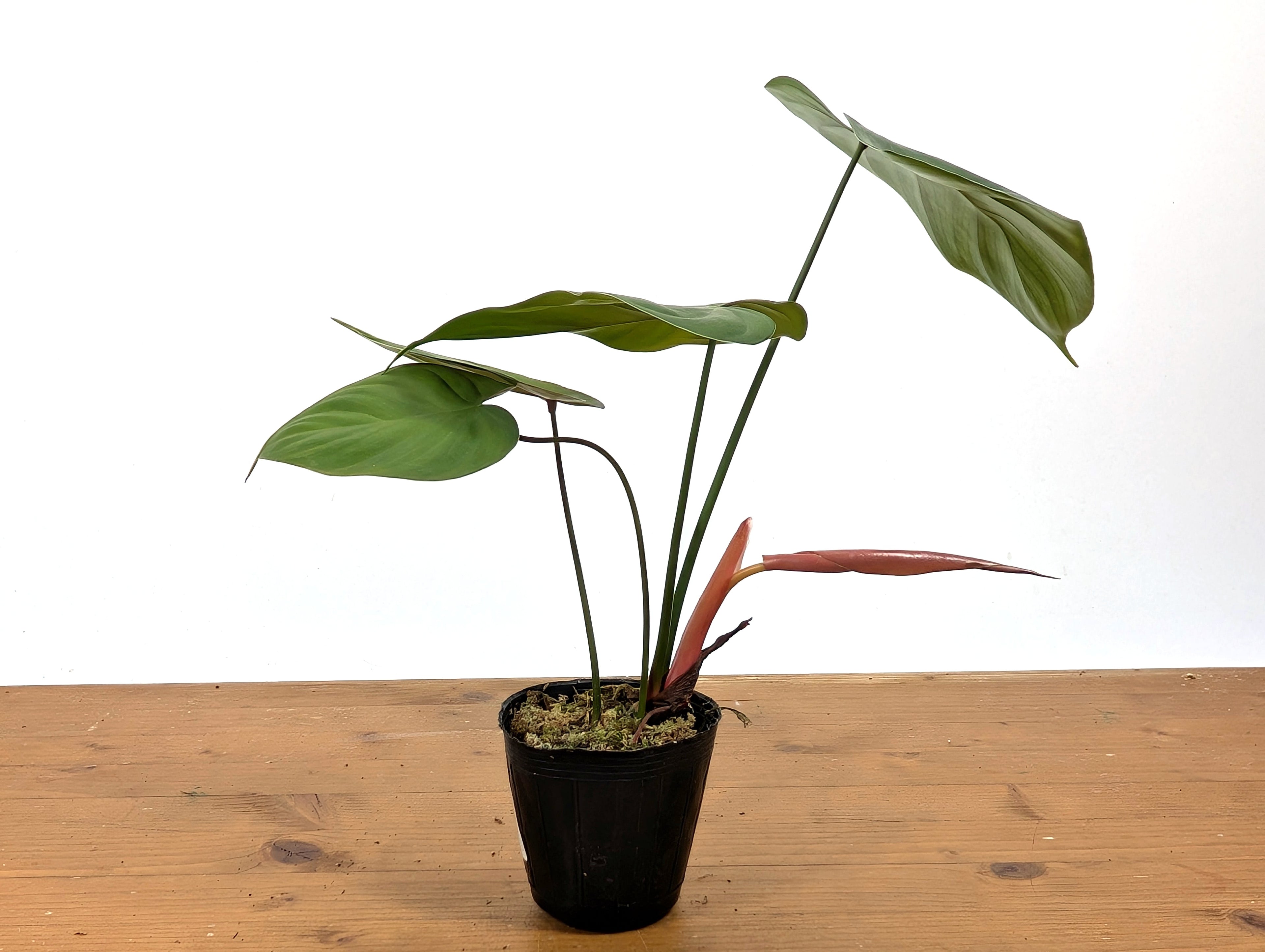 Philodendron Lynamii