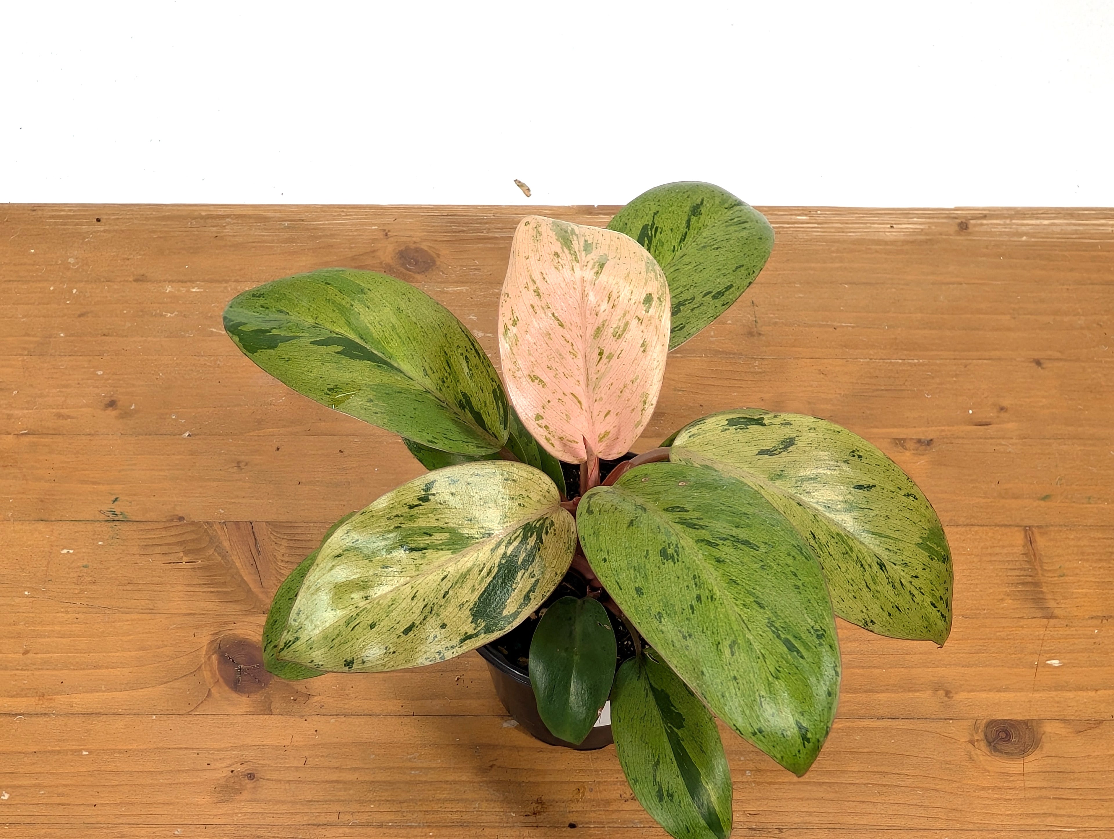 Philodendron Congo Mint