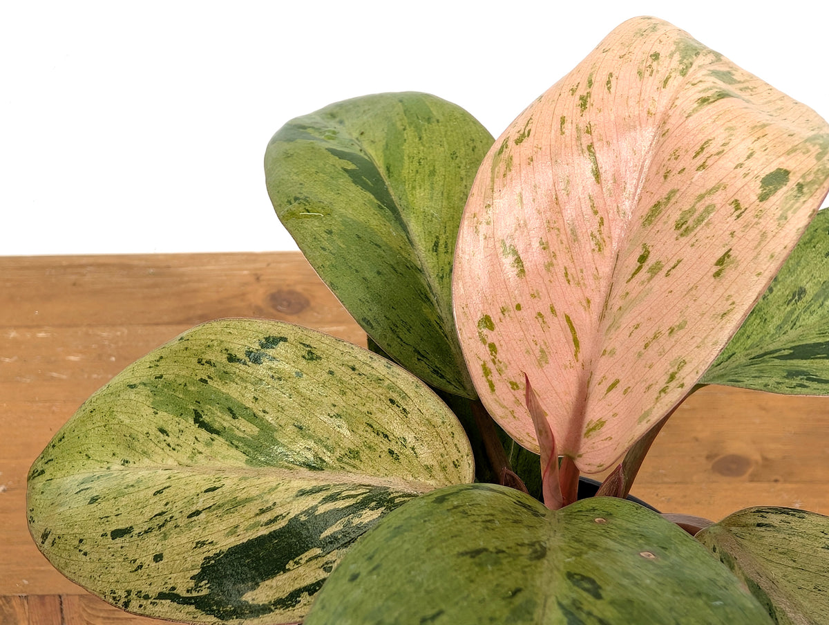 Philodendron Congo Marble Mint Variegated