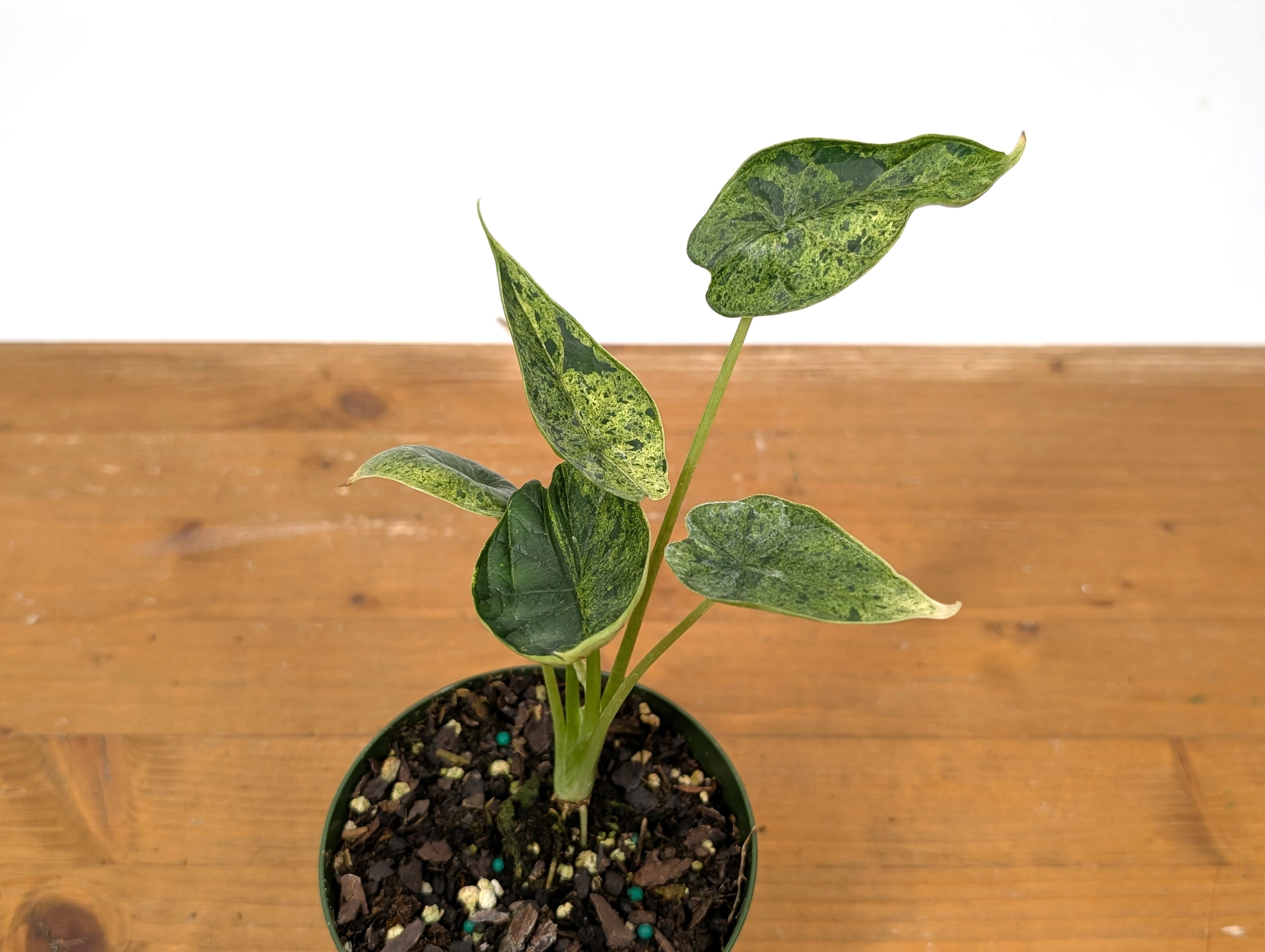 Alocasia Dragon Scale Mint Variegated
