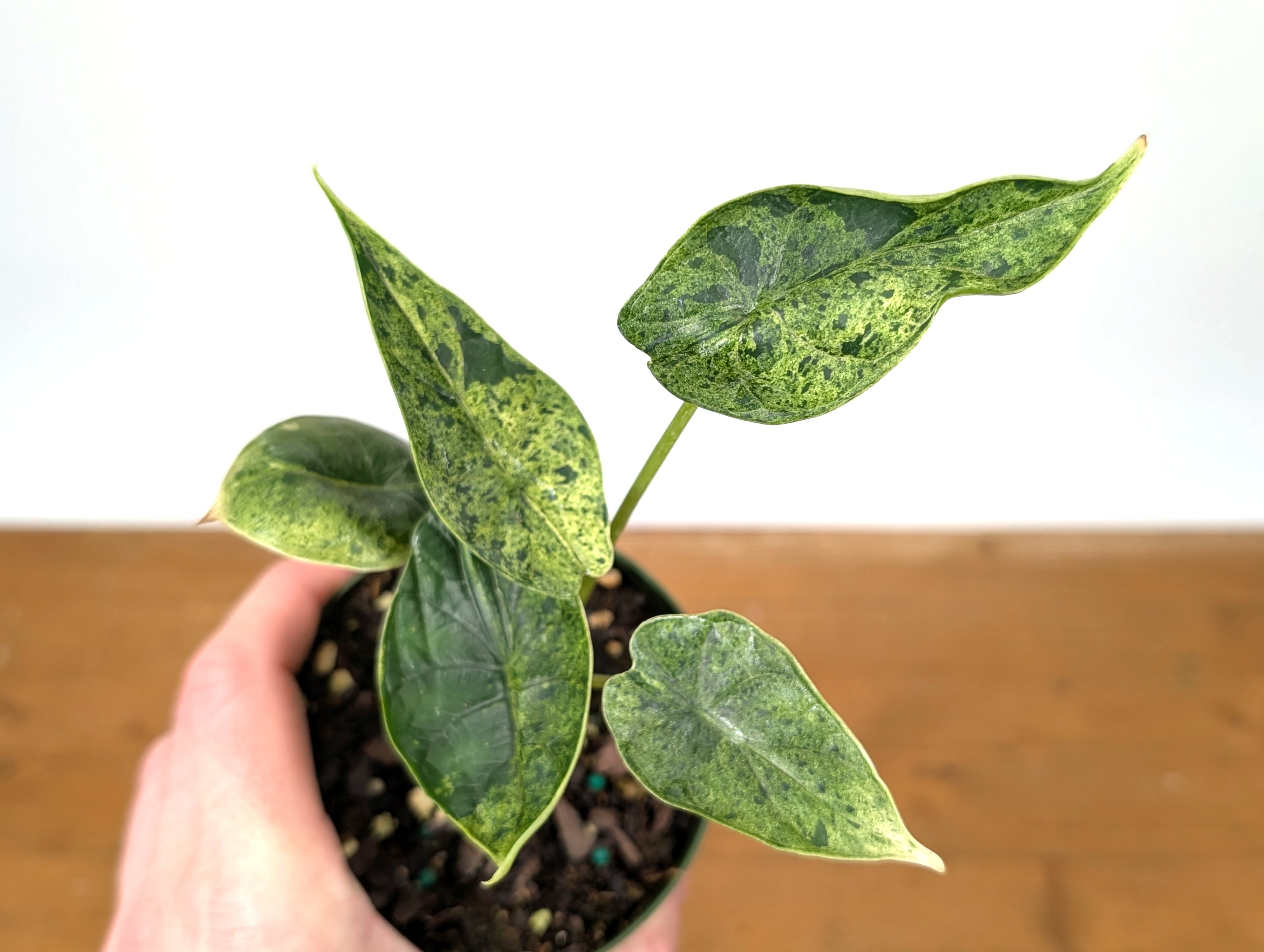 Alocasia Dragon Scale Mint Variegated