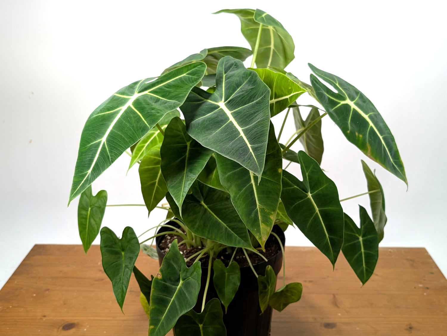 Alocasia Frydek