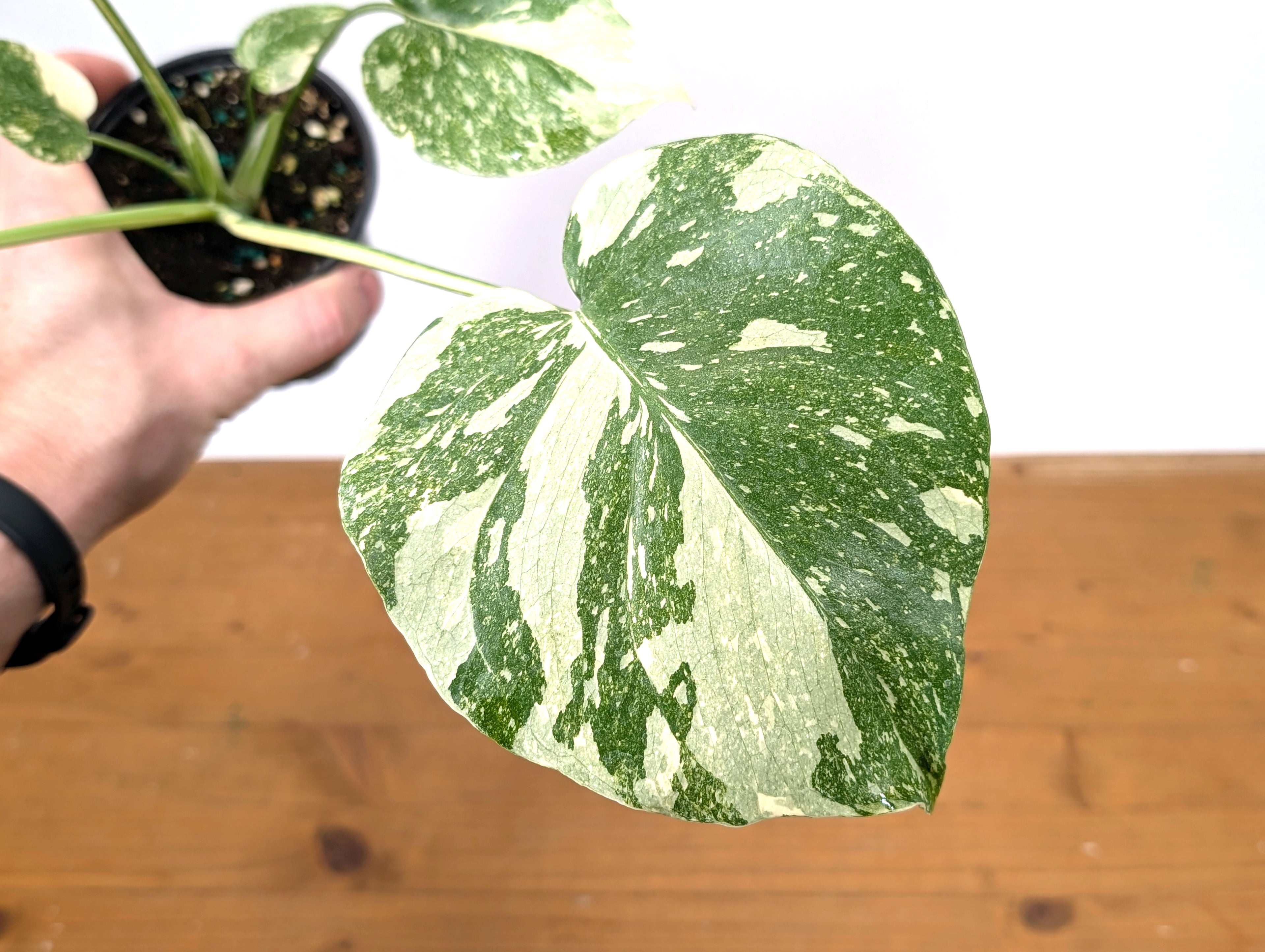 Monstera Thai Constellation Creme Brulee - Exact Plant