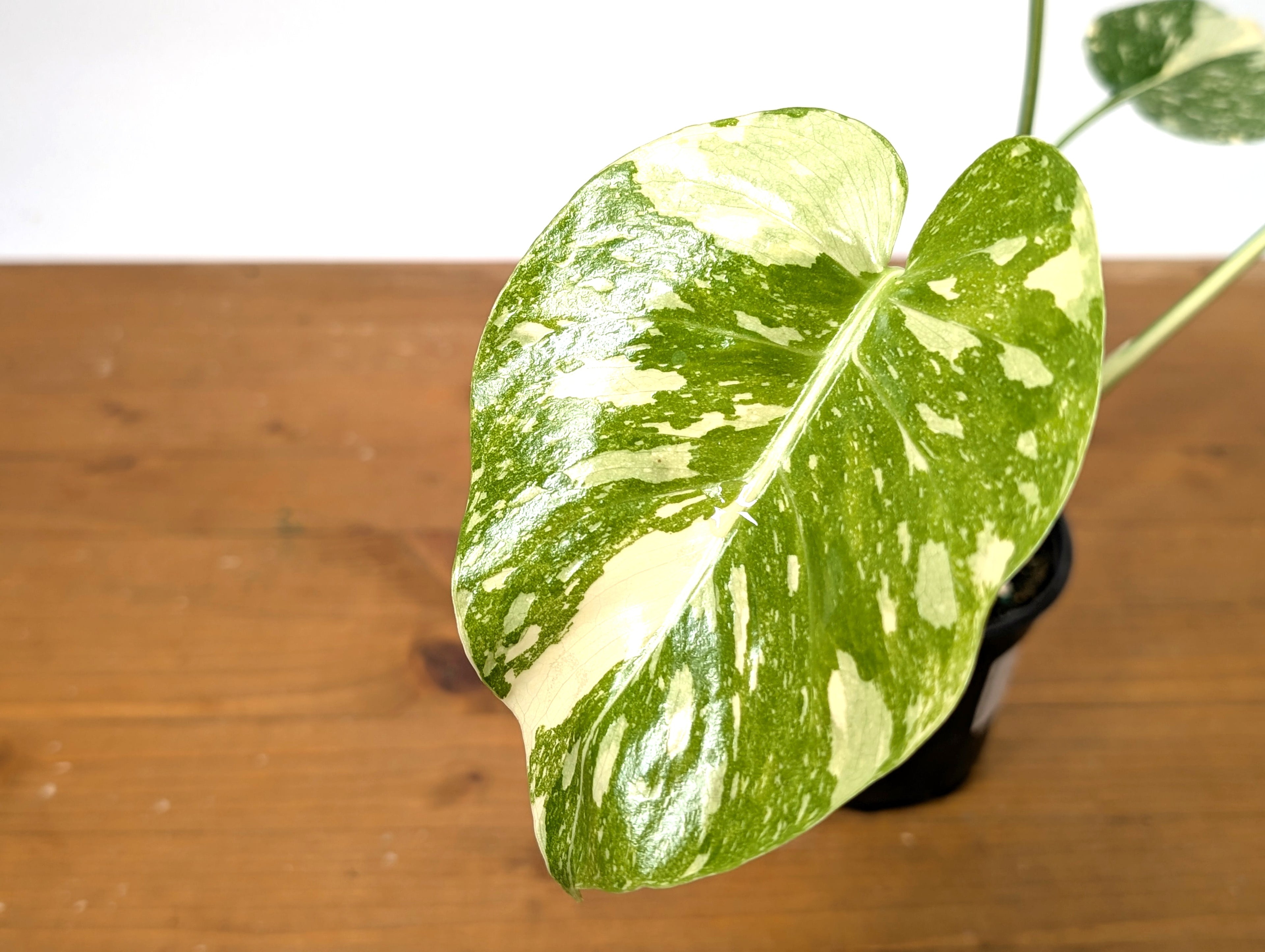 Monstera Thai Constellation Creme Brulee - Exact Plant