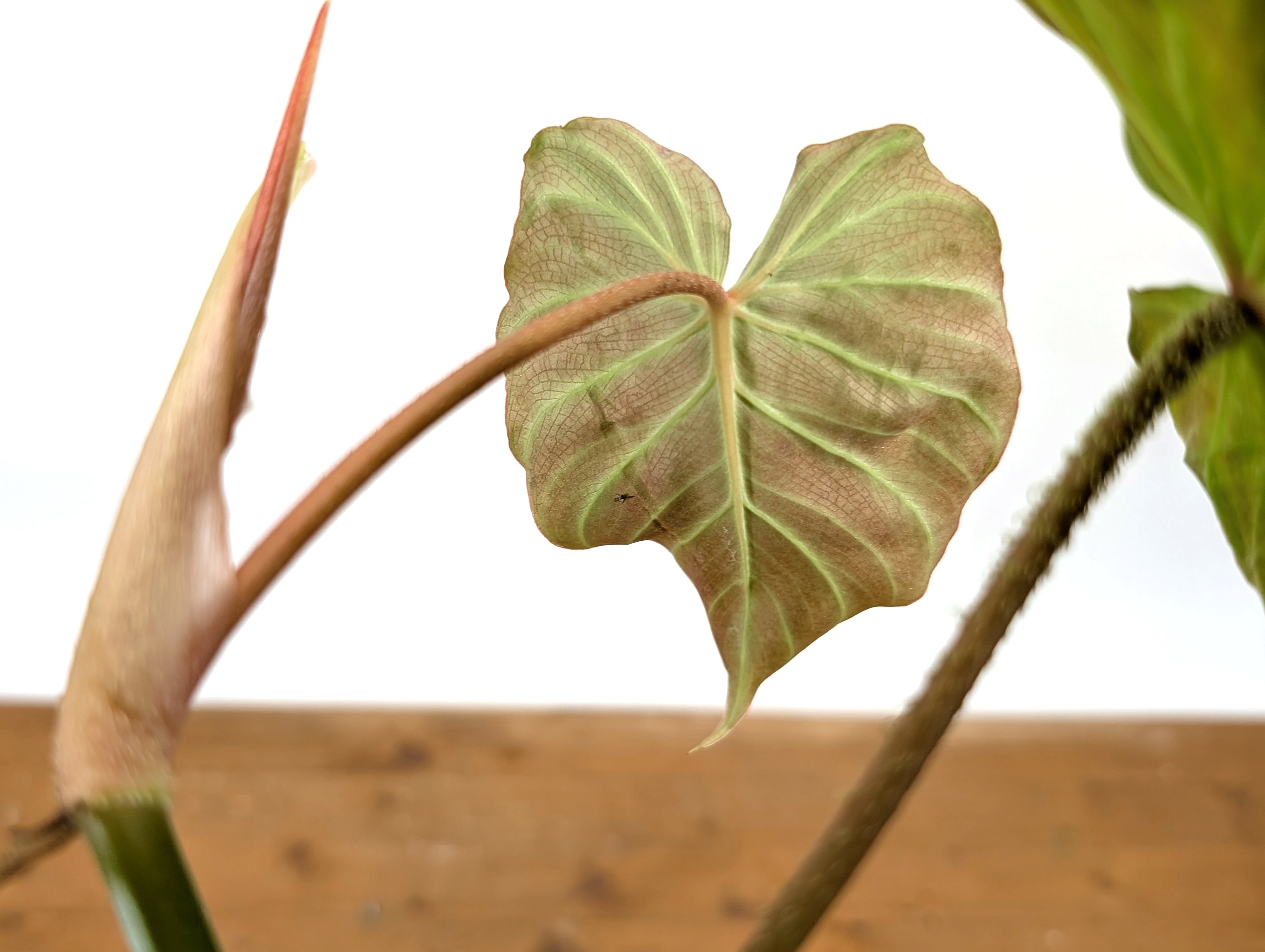 Philodendron Fibrosum x Verrucosum &