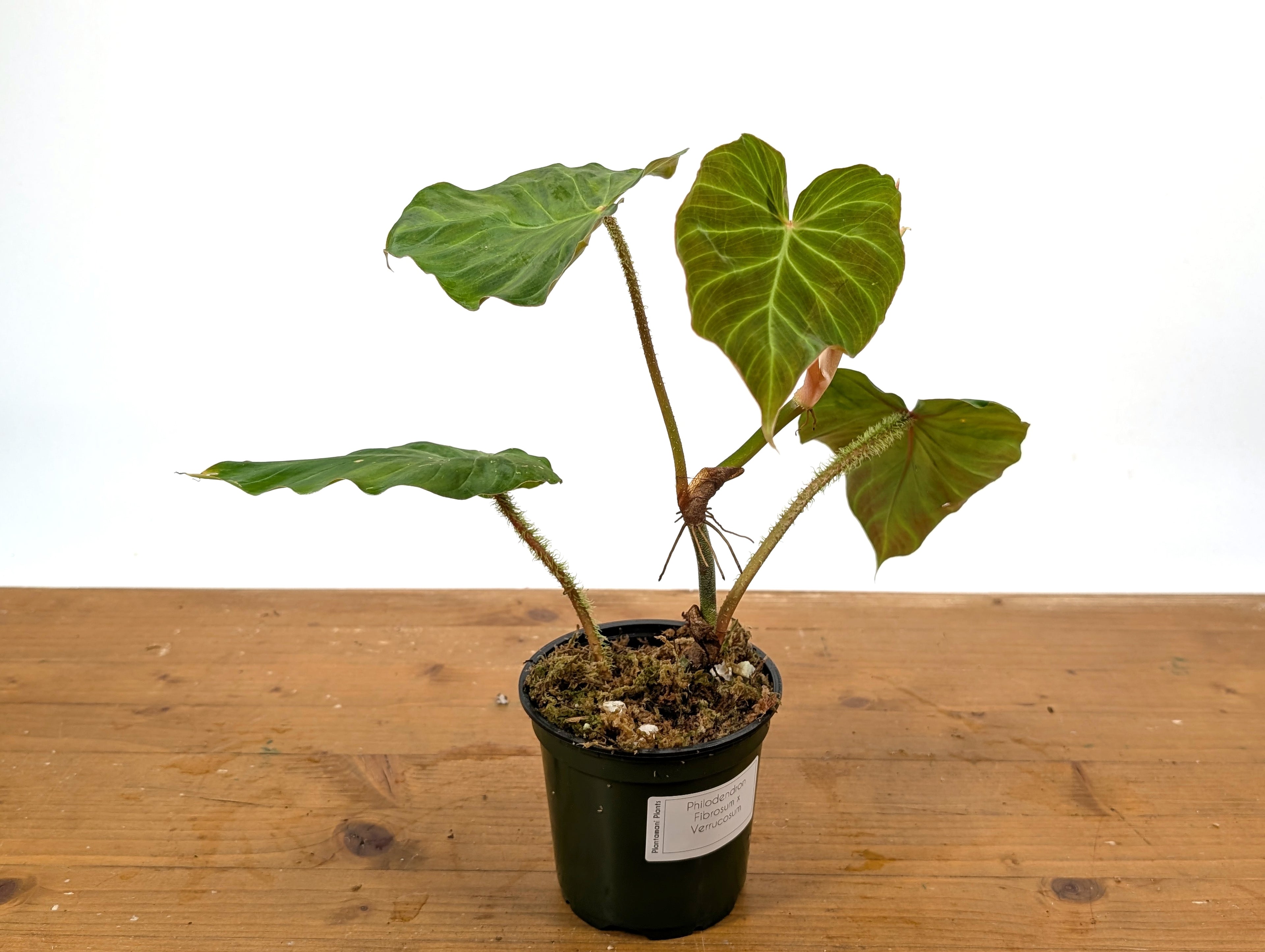 Philodendron Fibrosum x Verrucosum &