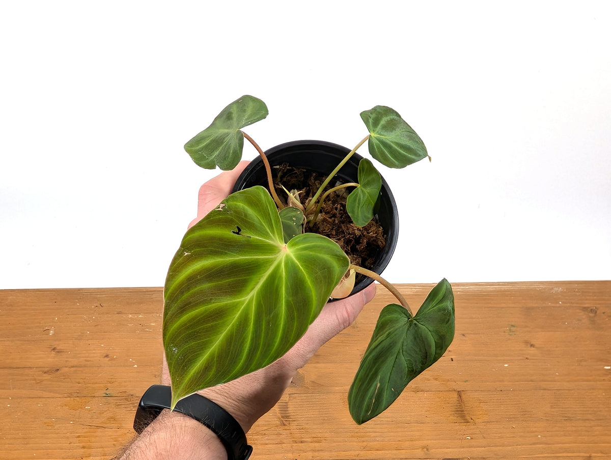 Philodendron Fibrosum x Verrucosum 'Monkey Tail'