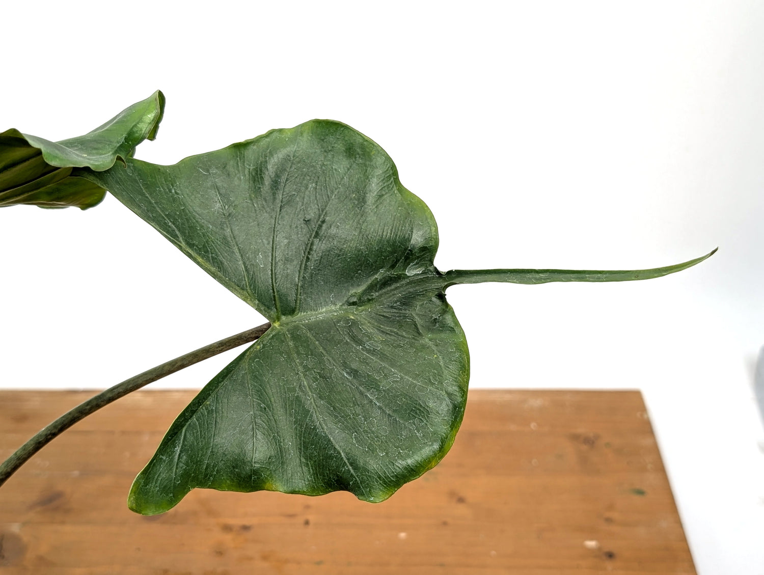Alocasia Stingray