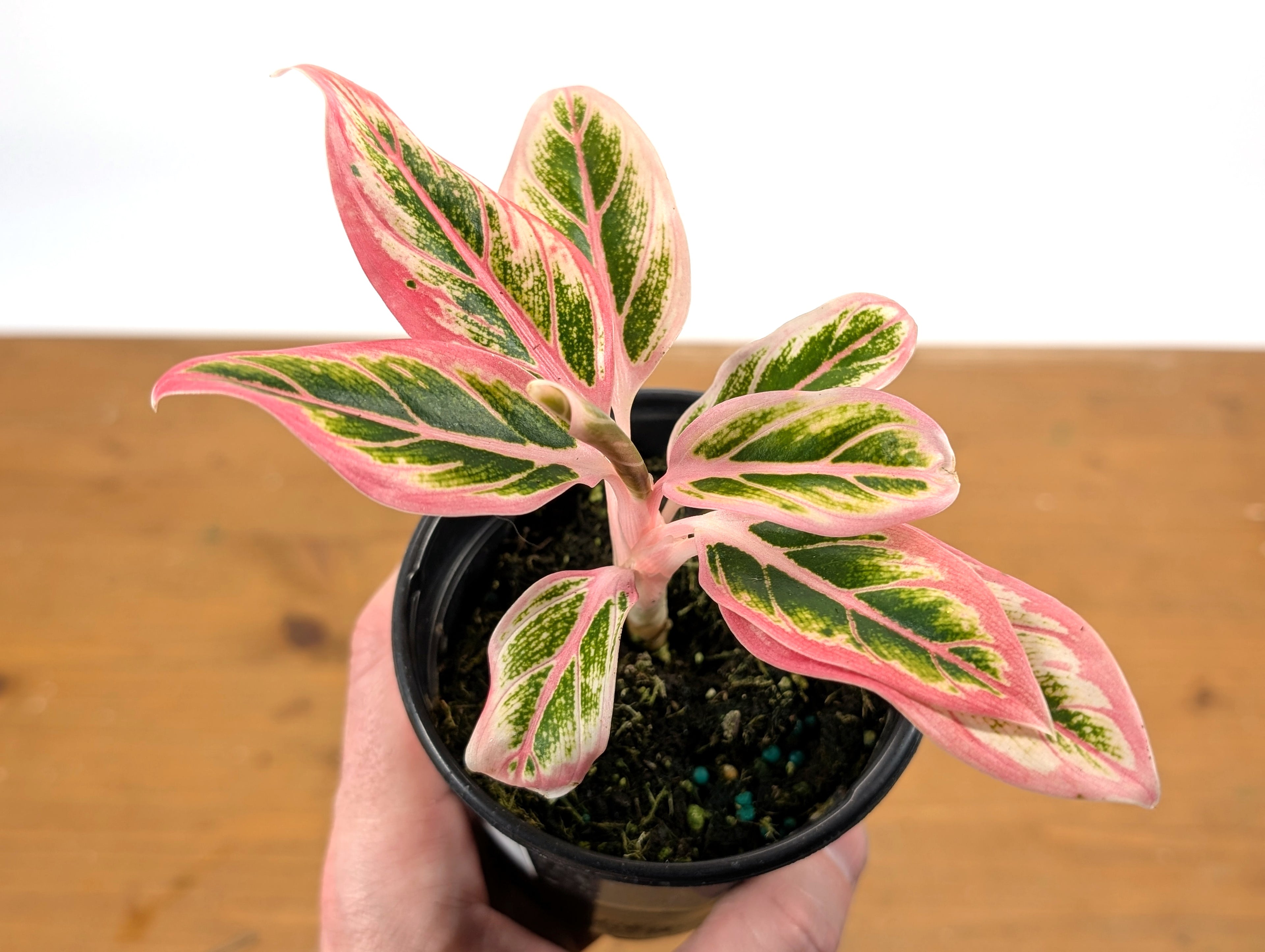 Aglaonema Lotus Delight