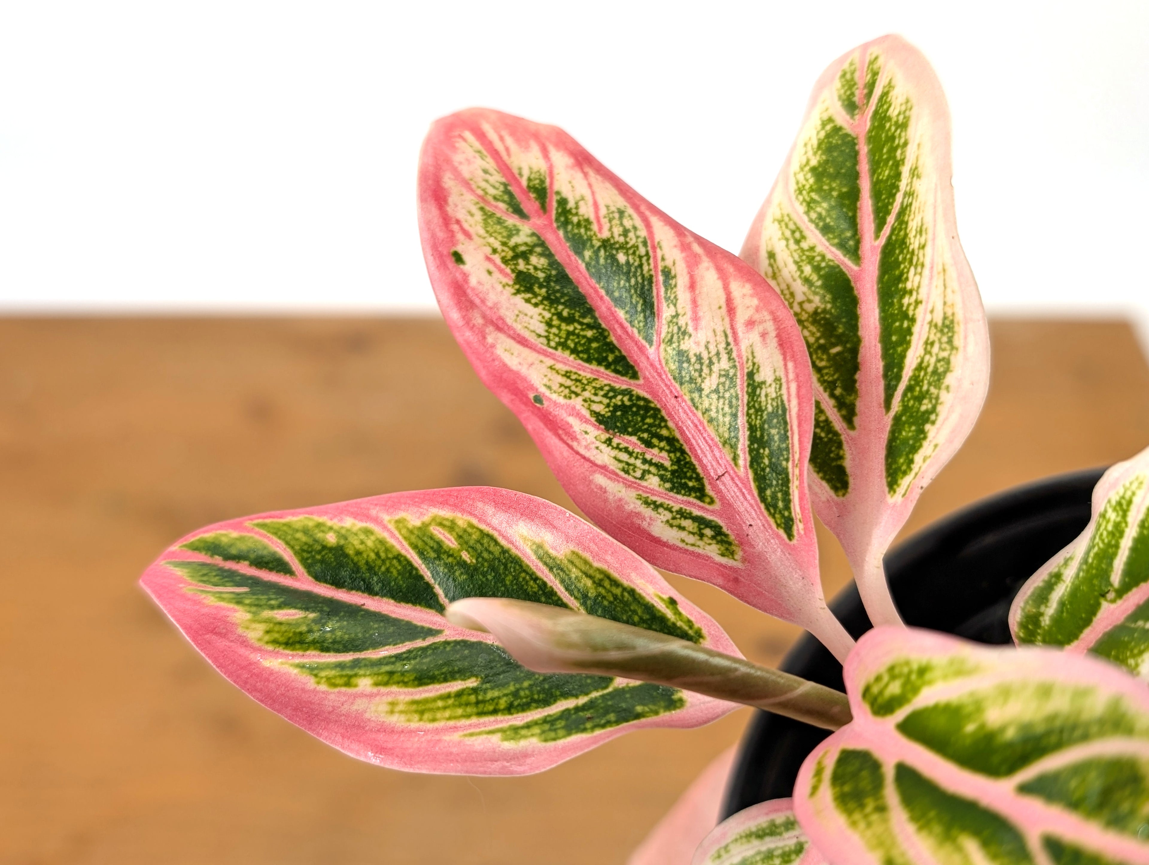 Aglaonema Lotus Delight