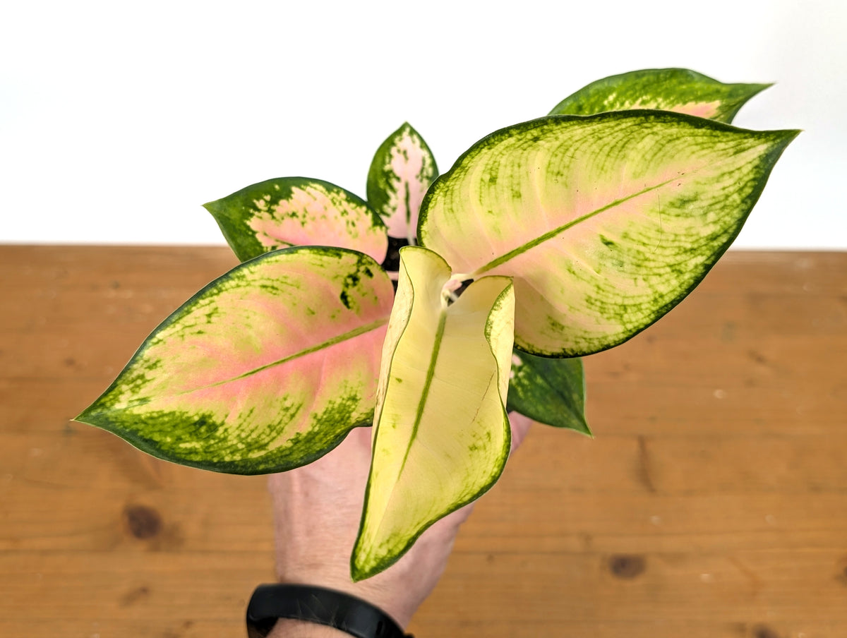 Aglaonema Golden Love
