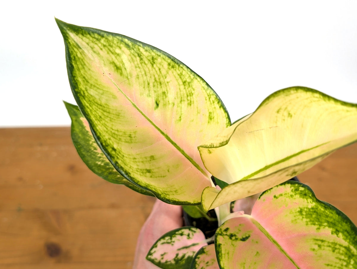 Aglaonema Golden Love