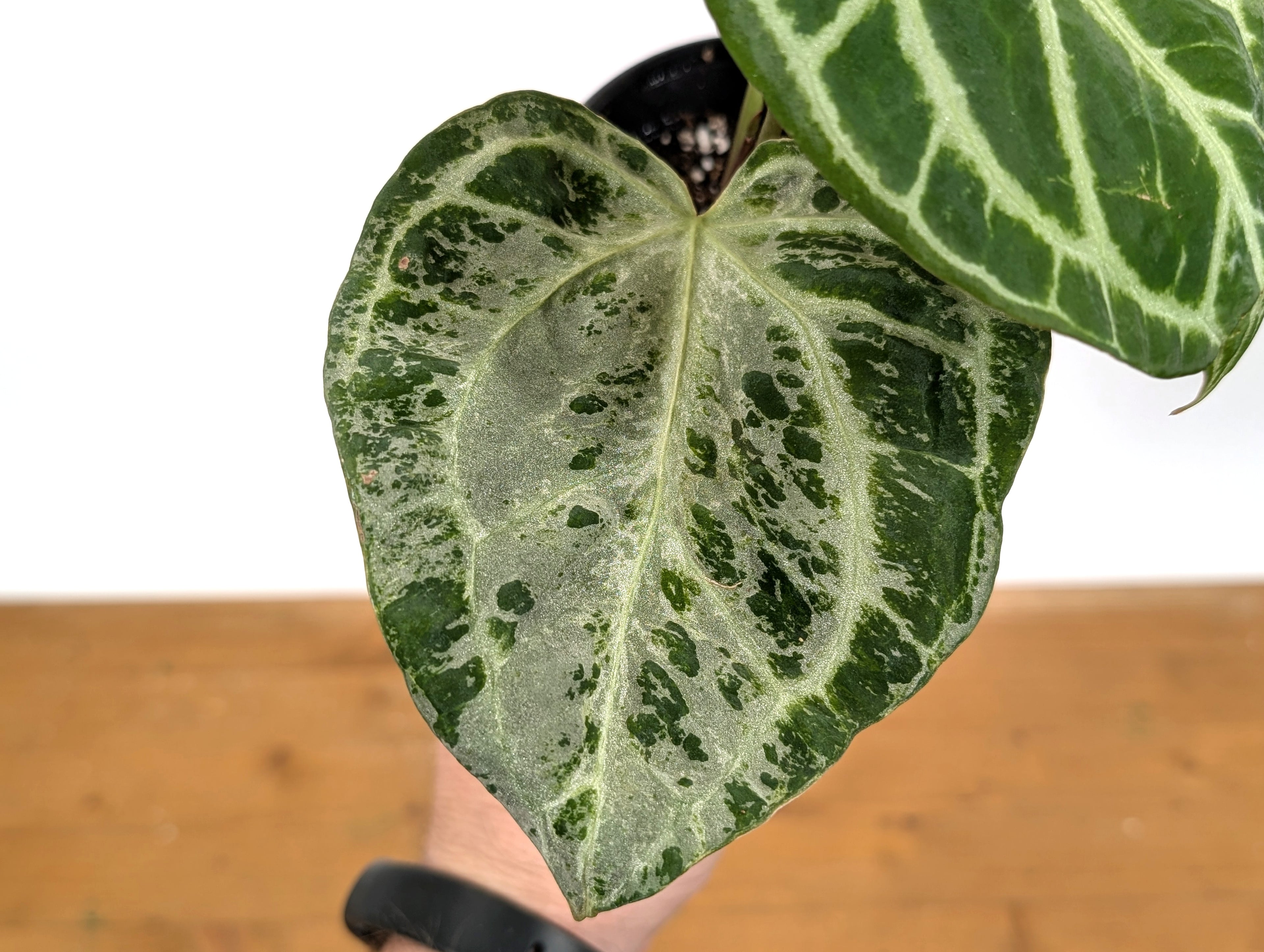 Exact Anthurium Silver Blush Variegated Mint in 4 Inch Pot