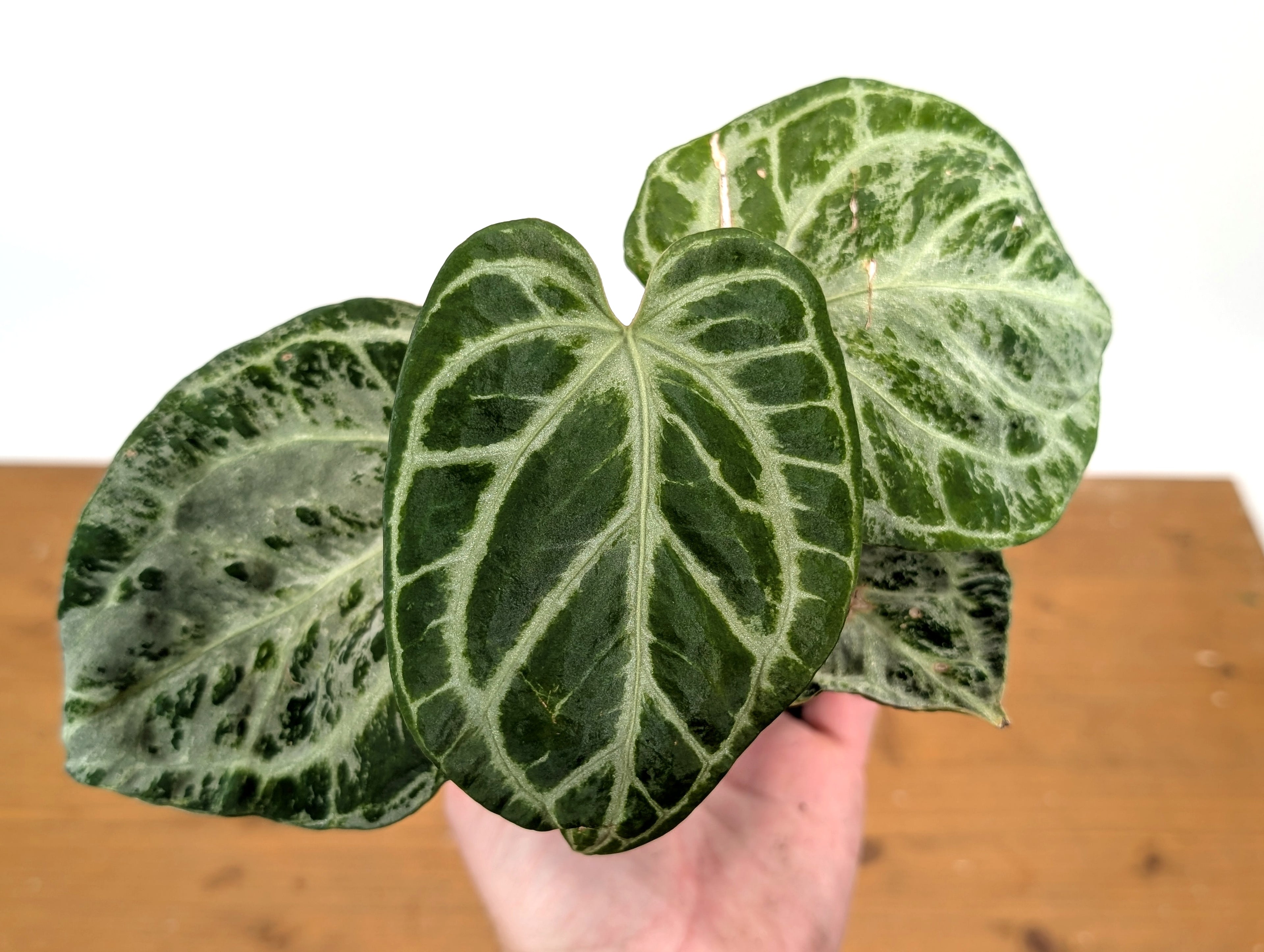 Exact Anthurium Silver Blush Variegated Mint in 4 Inch Pot
