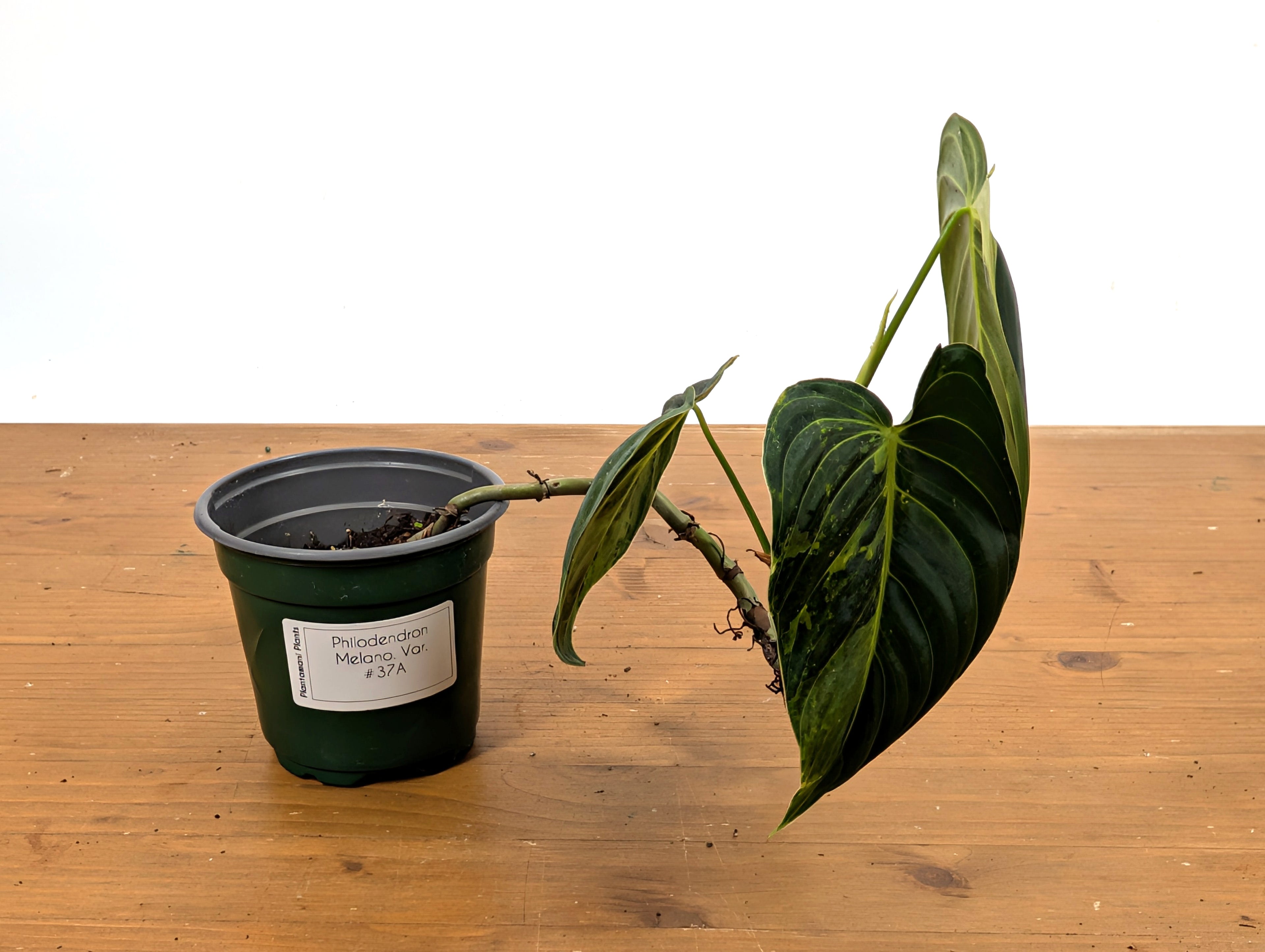 EXACT Variegated Philodendron Melanochrysum - 4 Inch Pot