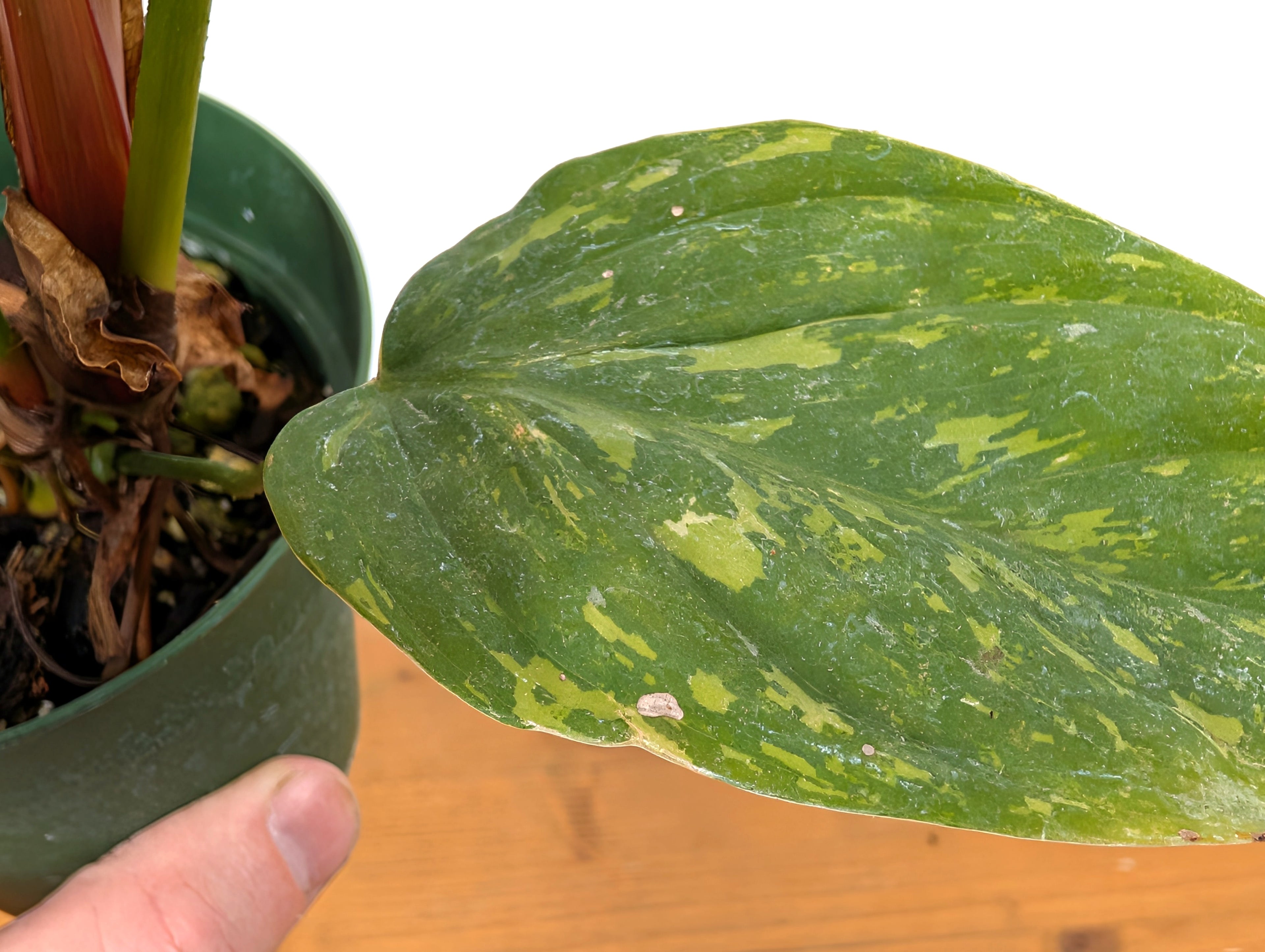 EXACT Variegated Philodendron Fuzzy Petiole