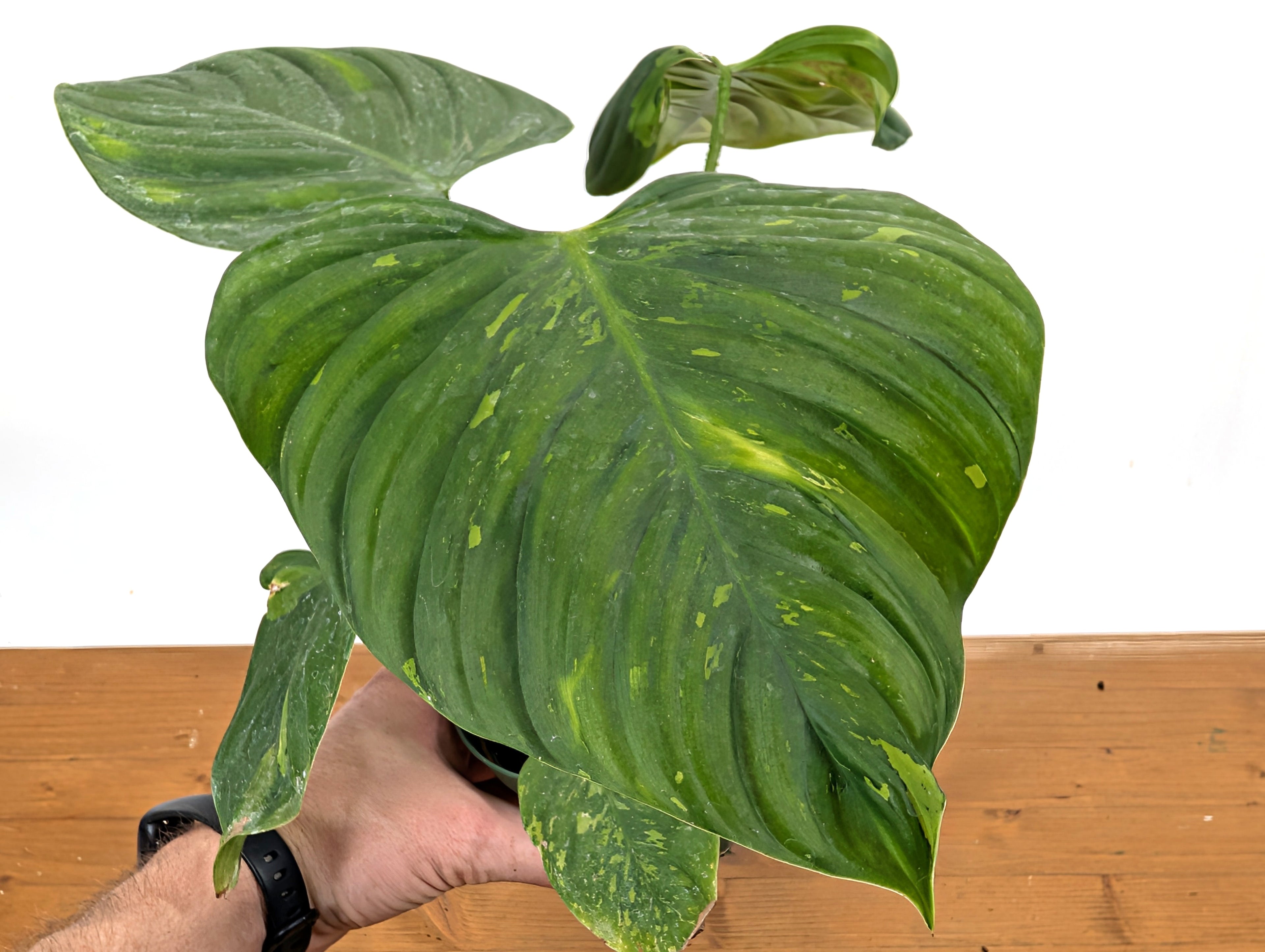 EXACT Variegated Philodendron Fuzzy Petiole