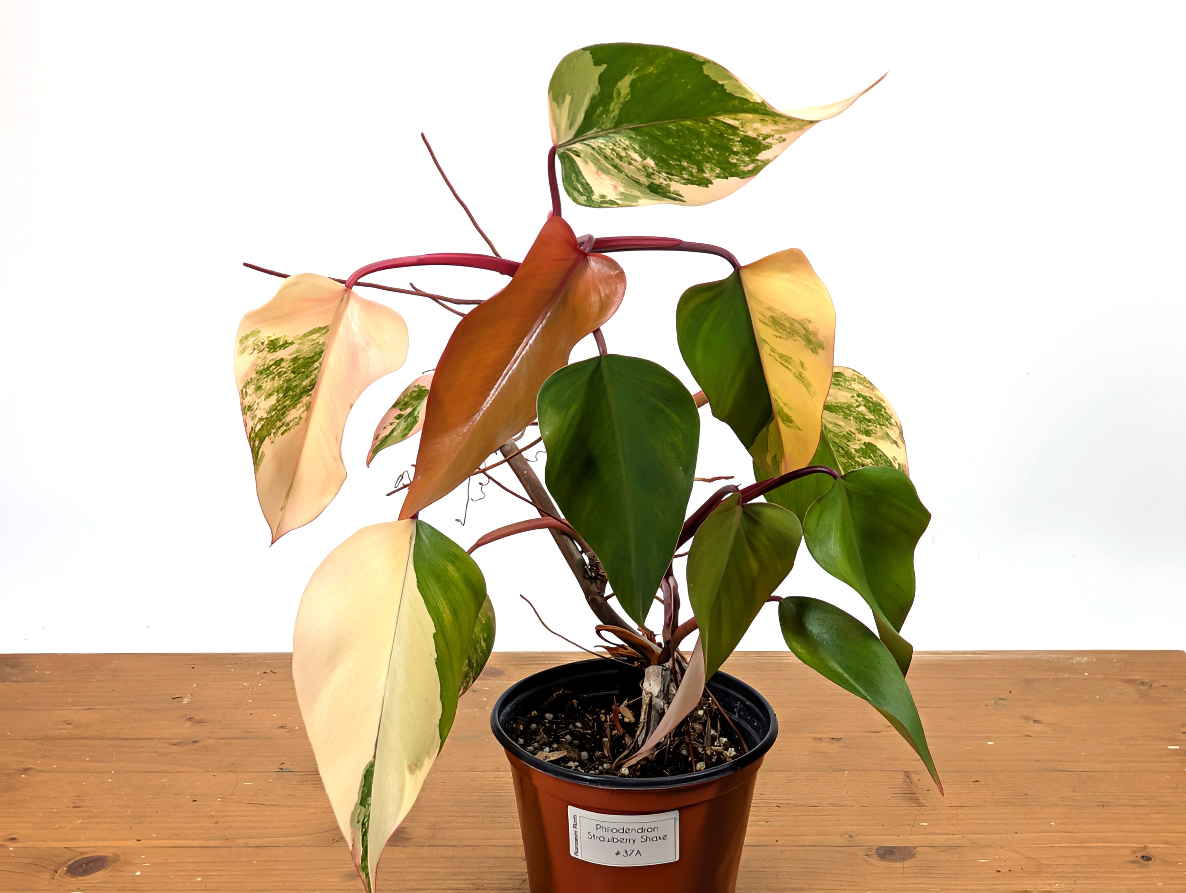 Philodendron Strawberry Shake Exact Plant