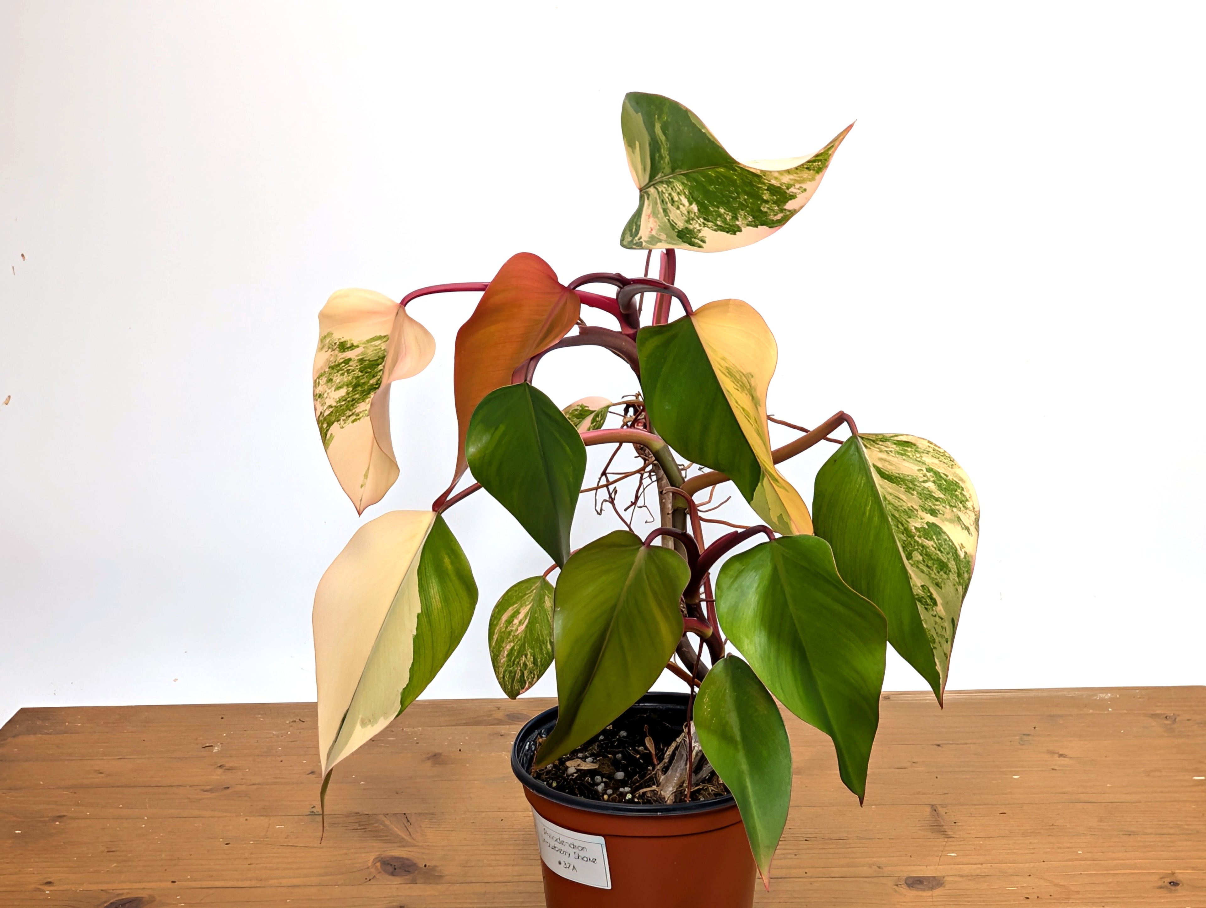 Philodendron Strawberry Shake Exact Plant