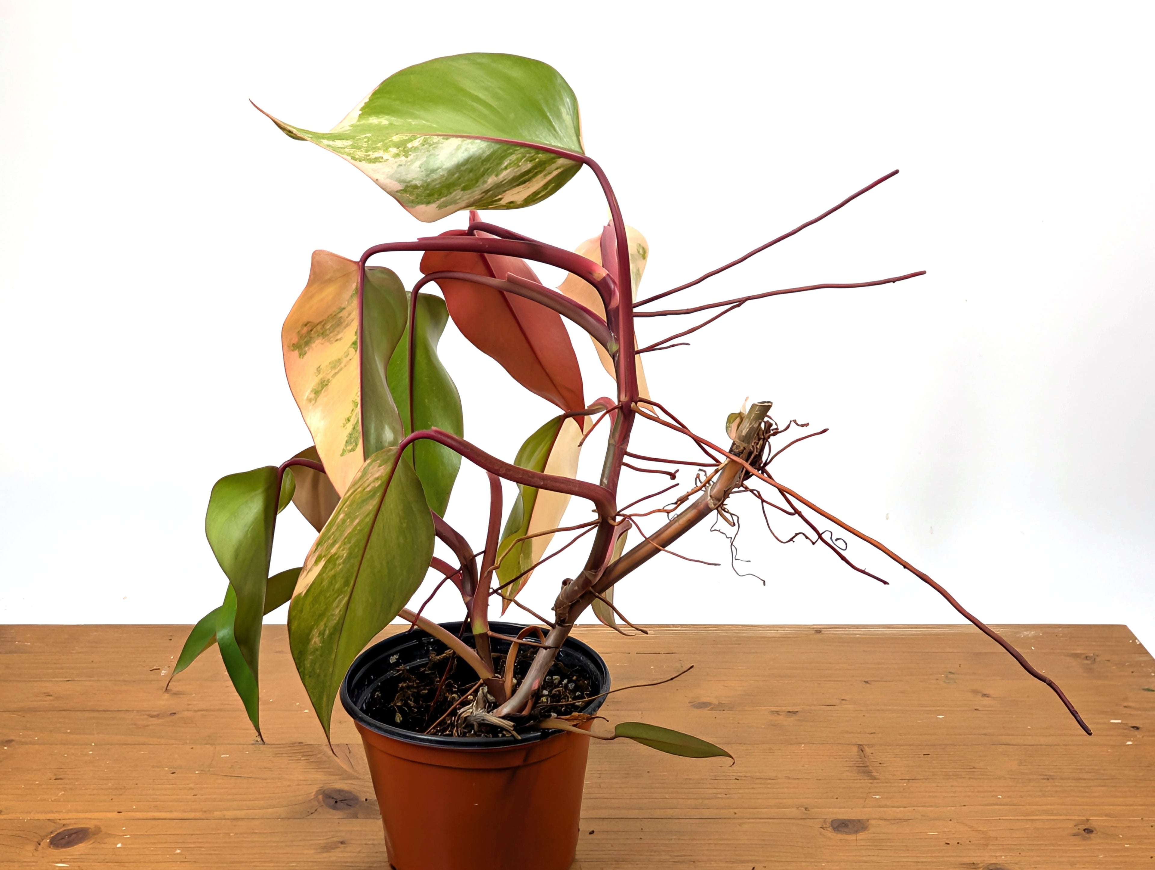 Philodendron Strawberry Shake Exact Plant