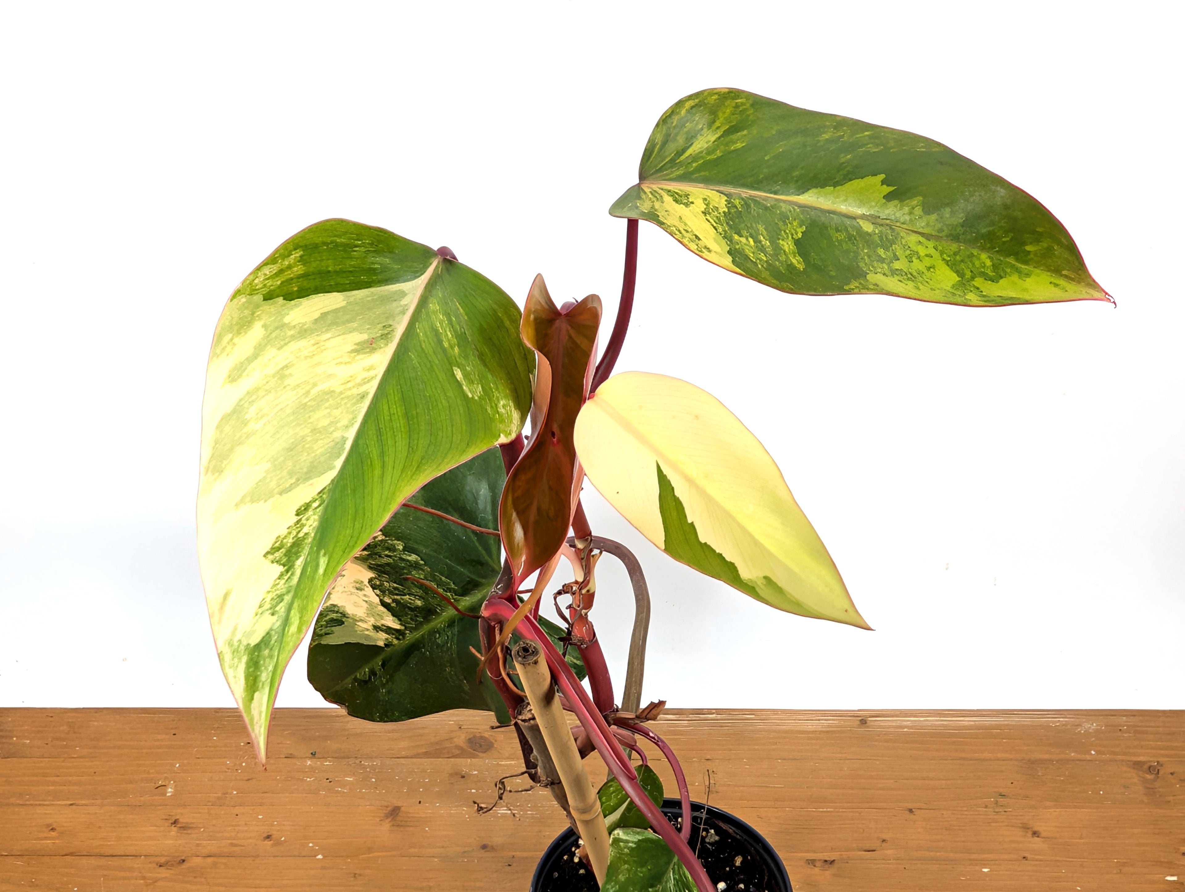 Philodendron Strawberry Shake Exact Plant
