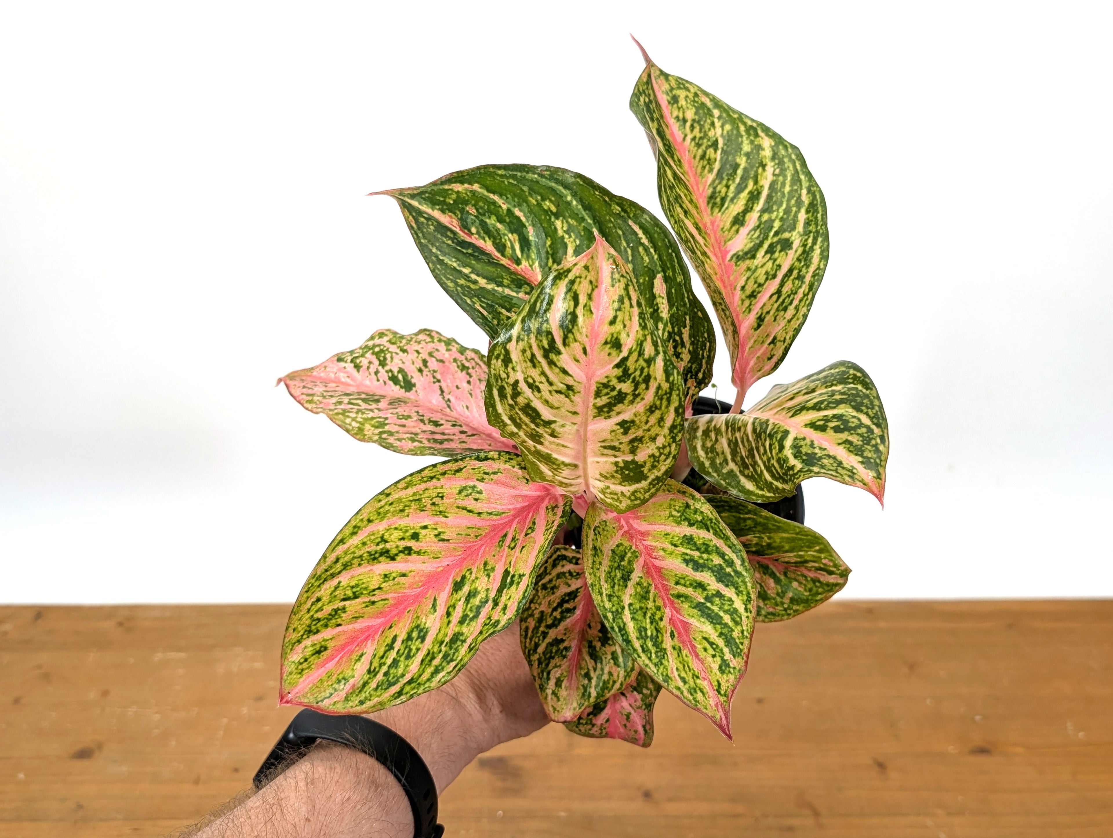 Aglaonema 20 Karat