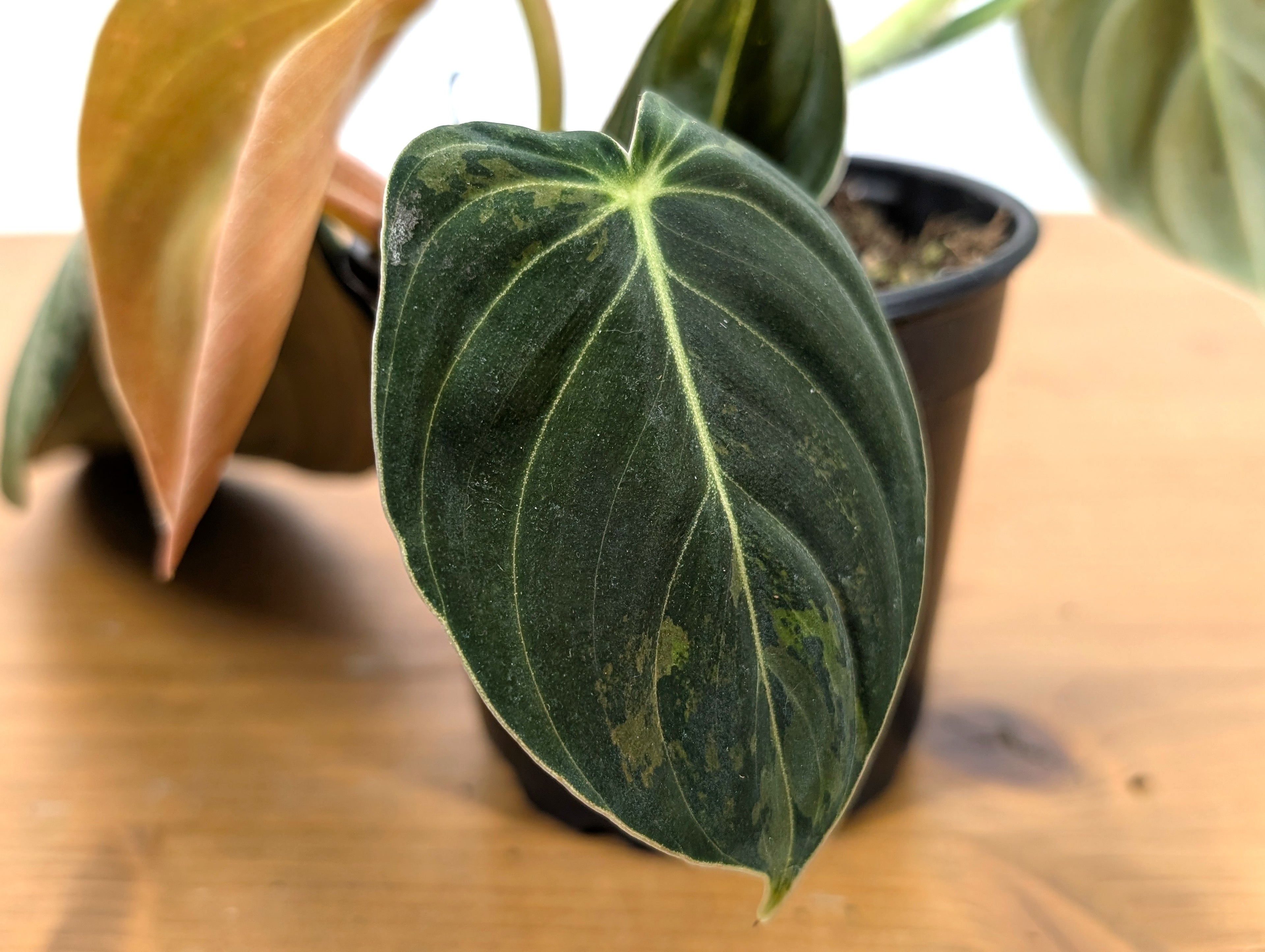 Philodendron Gigas Variegated - Exact Plant