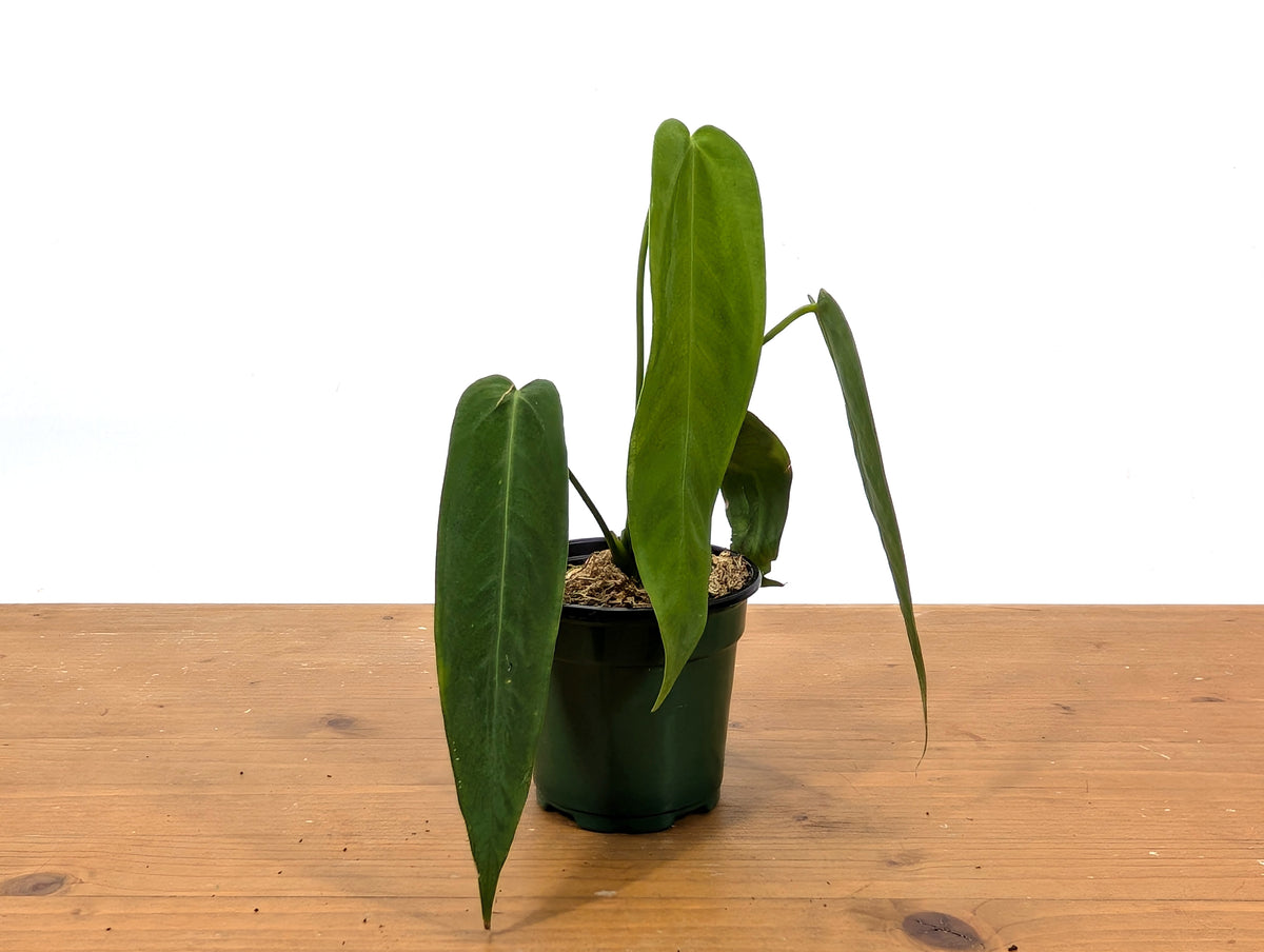 Anthurium Warocqueanum Esmeralda 'Dark Queen'