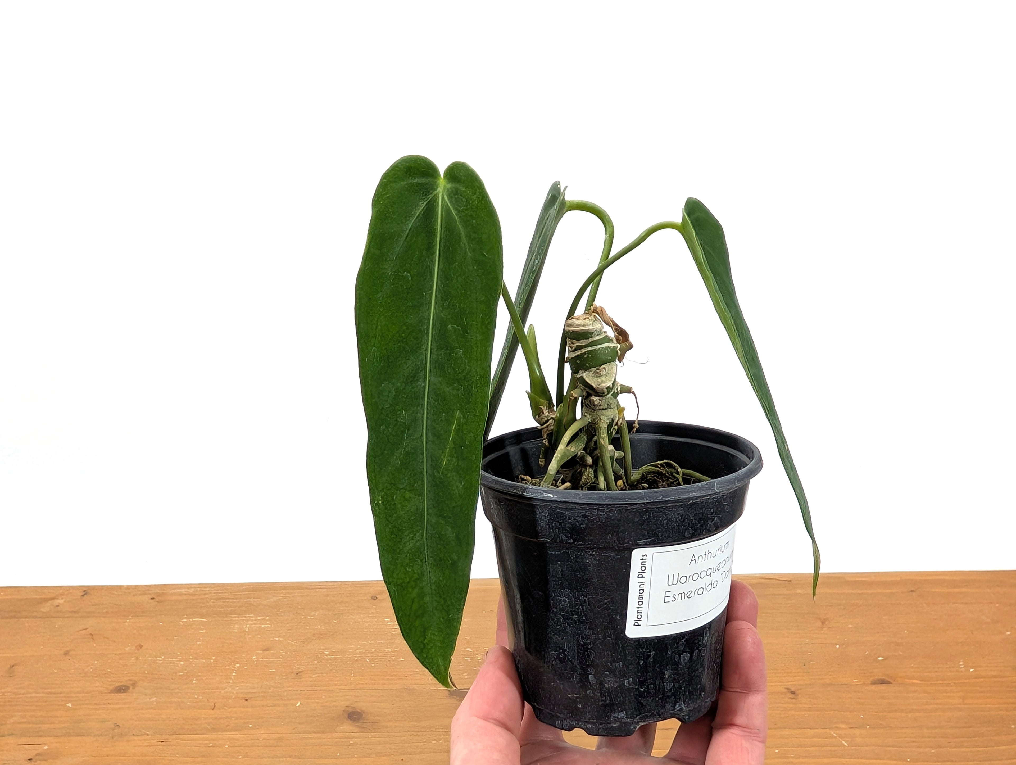 Anthurium Warocqueanum Esmeralda &