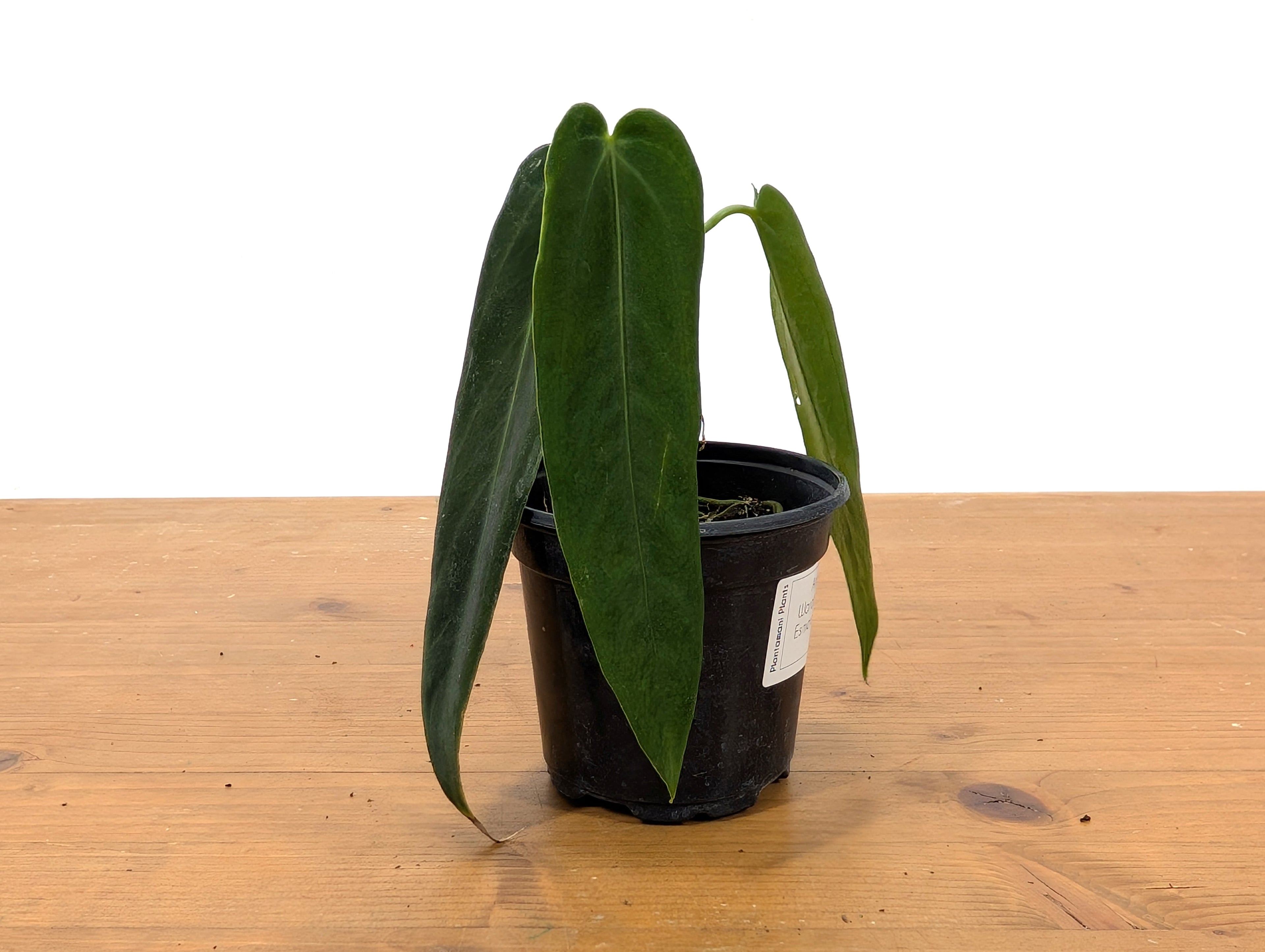 Anthurium Warocqueanum Esmeralda &