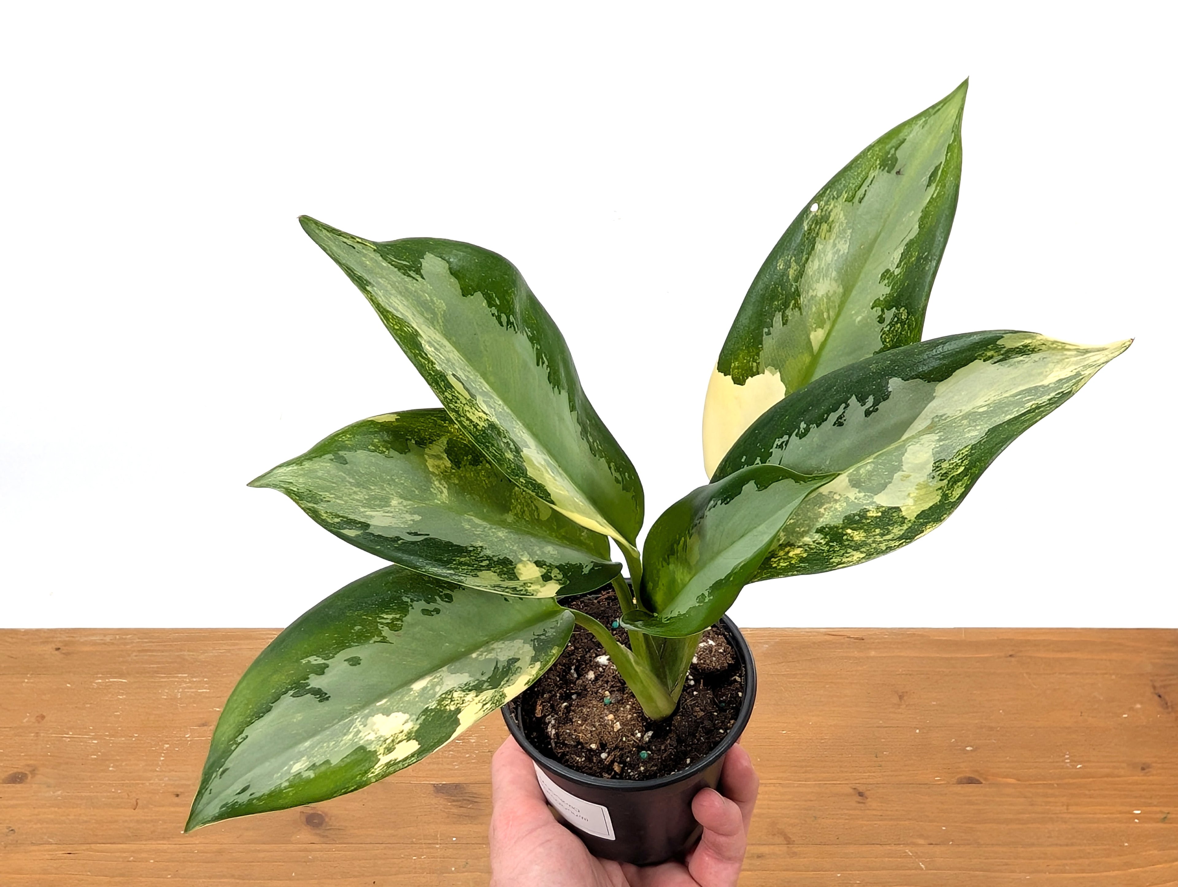 Aglaonema Suvarnabhumi