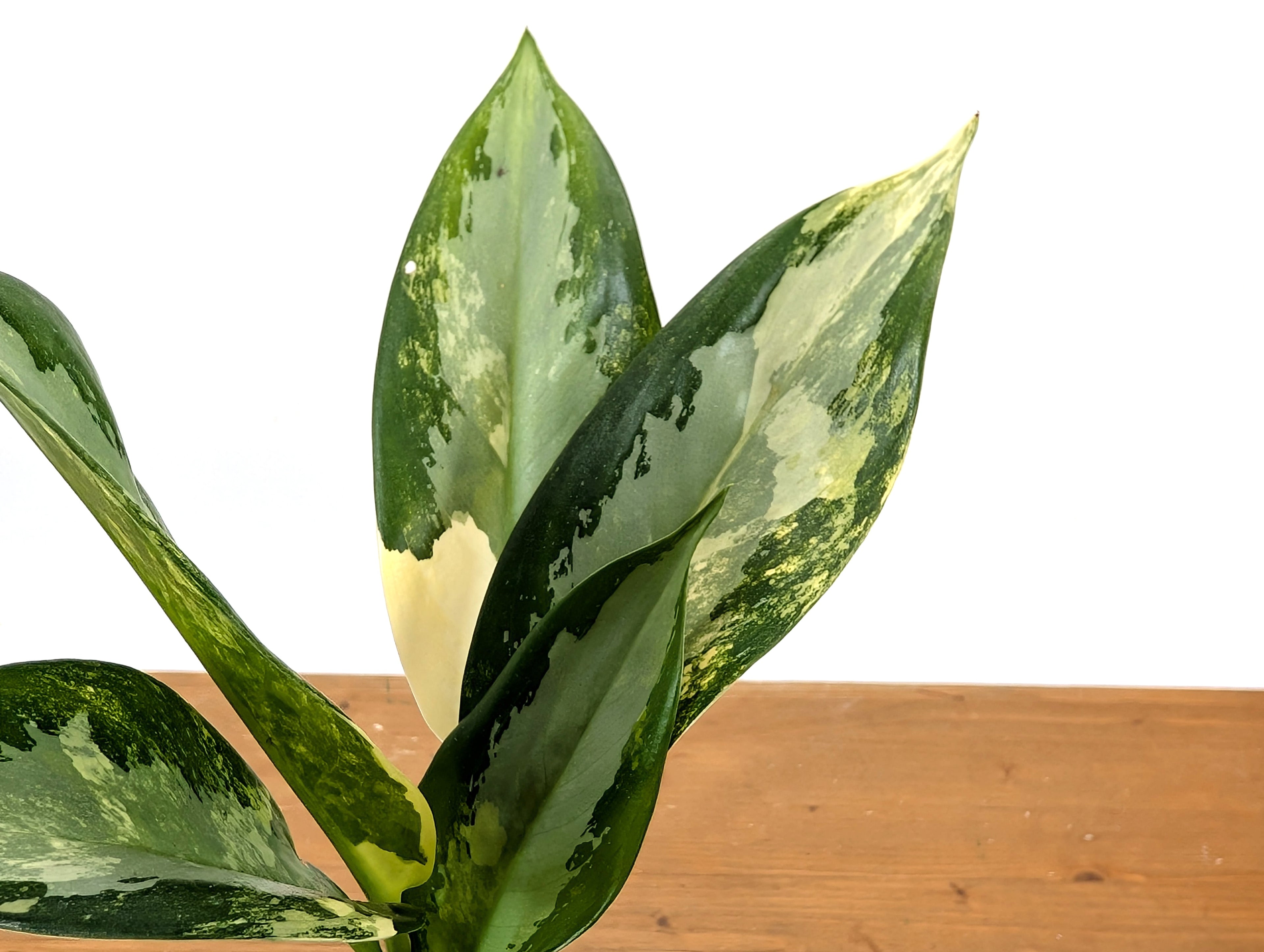 Aglaonema Suvarnabhumi