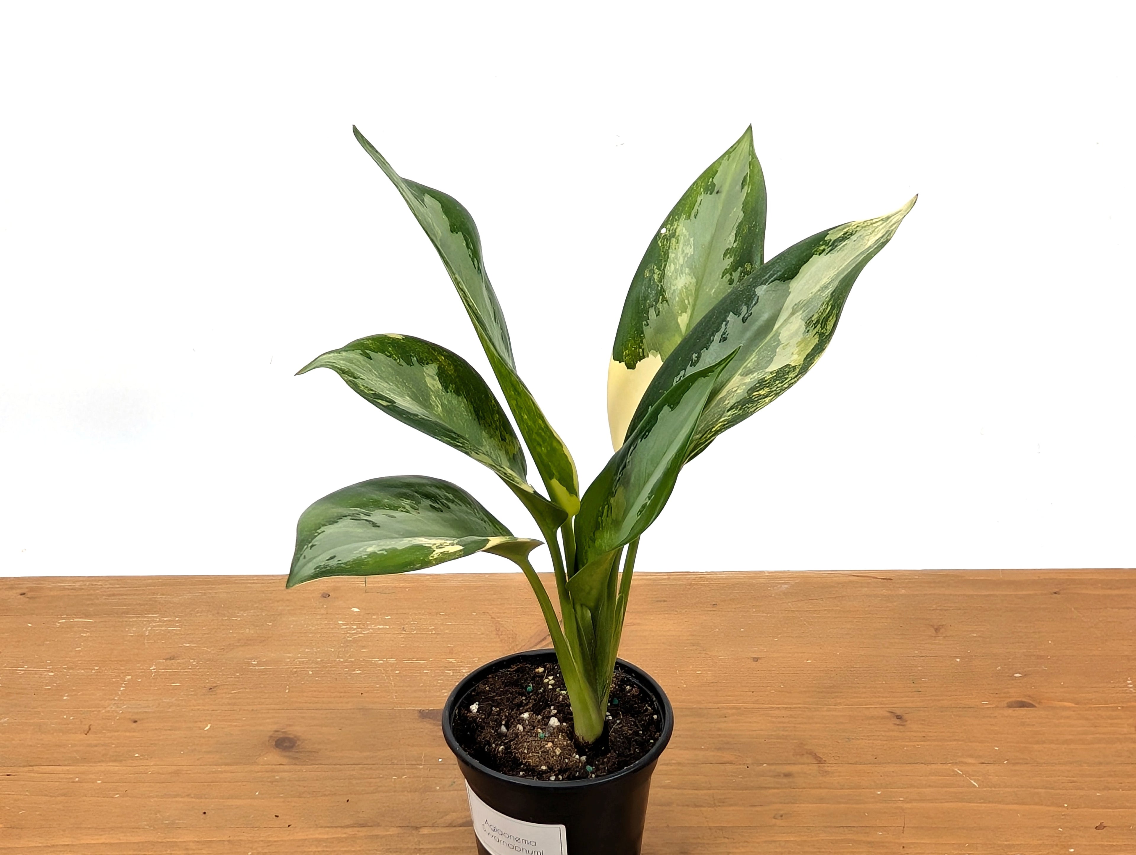 Aglaonema Suvarnabhumi